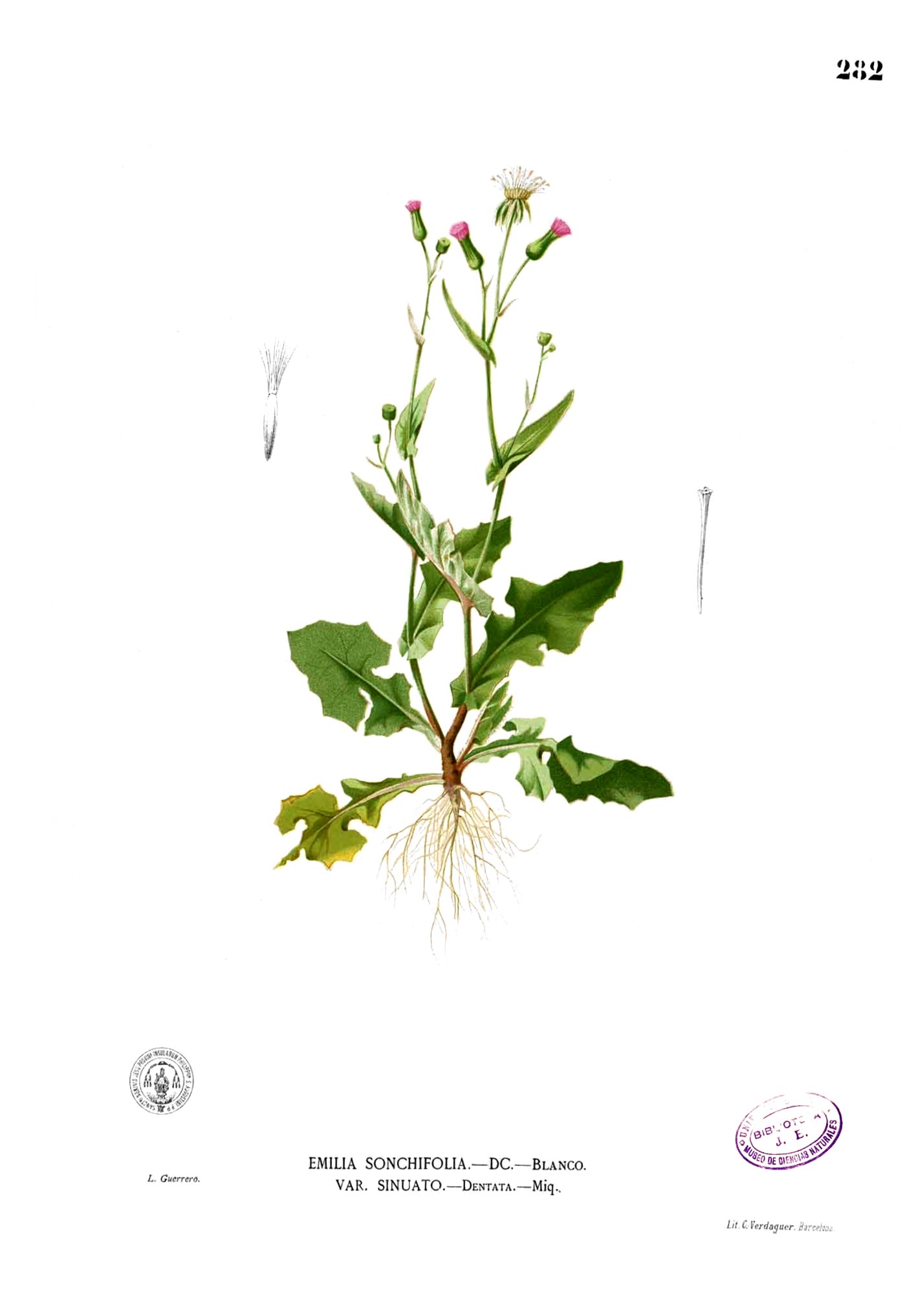 Emilia sonchifolia Blanco2.282
