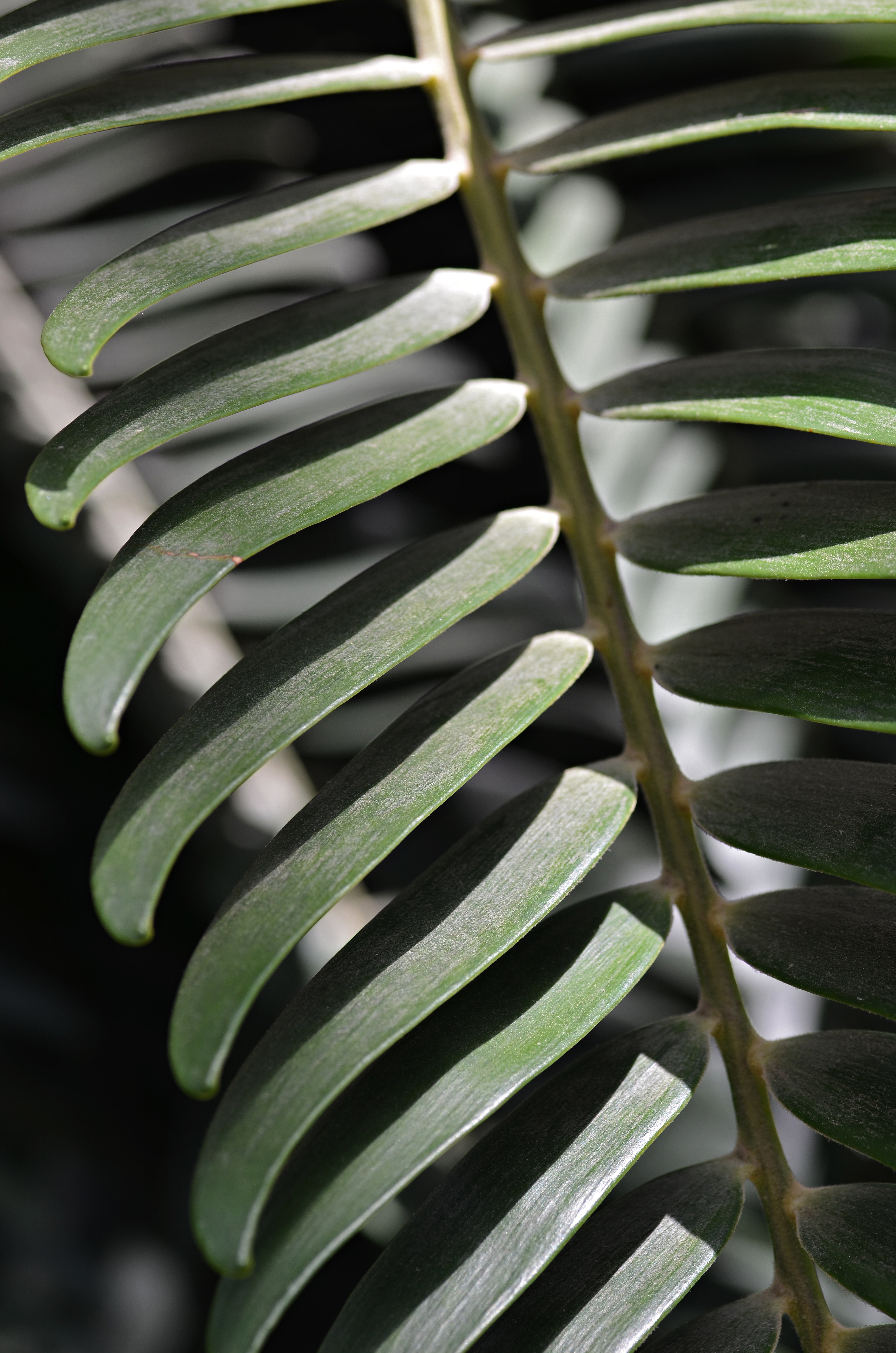 Encephalartos woodii Frond