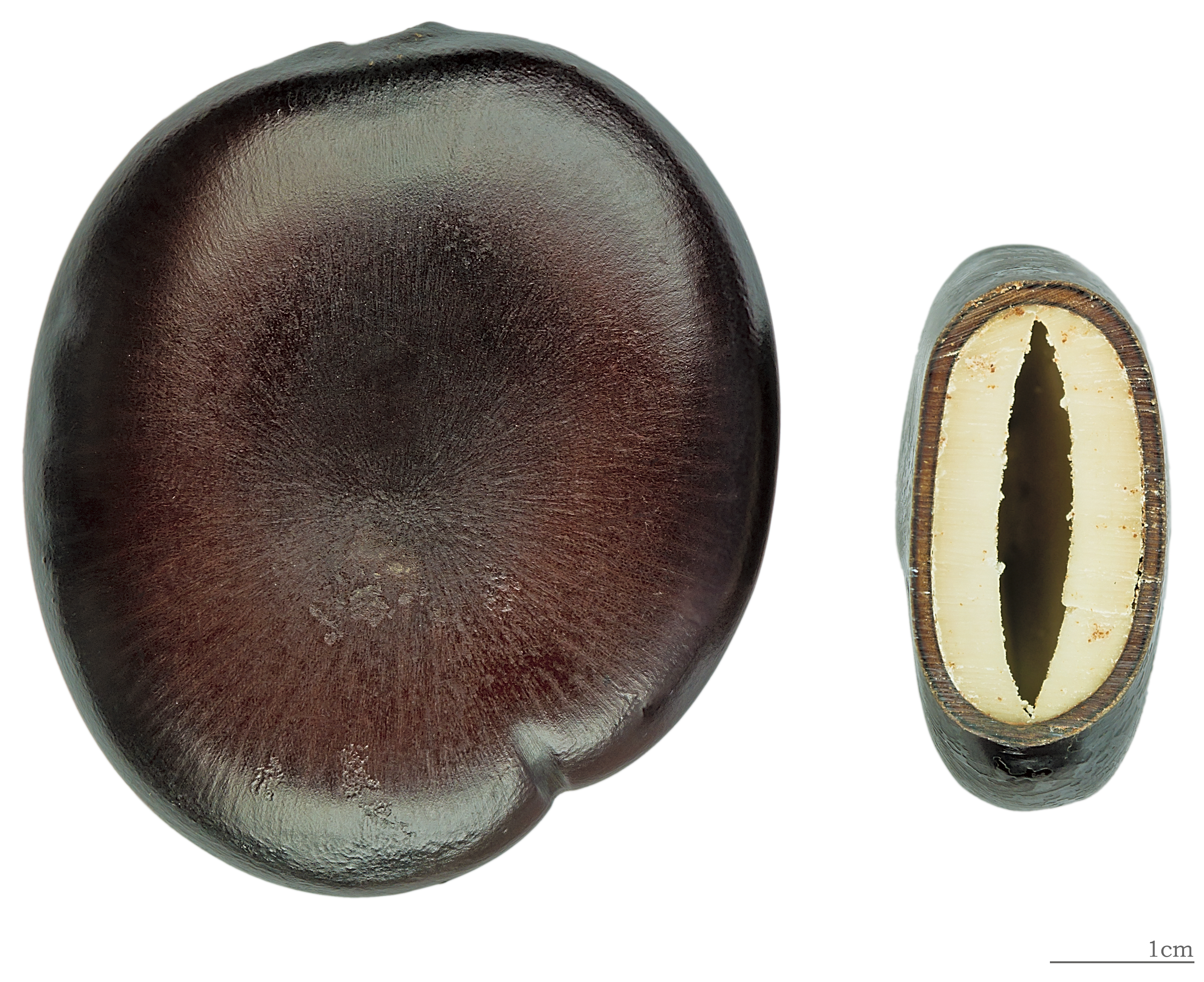 Entada phaseoloides MHNT graines (cropped)