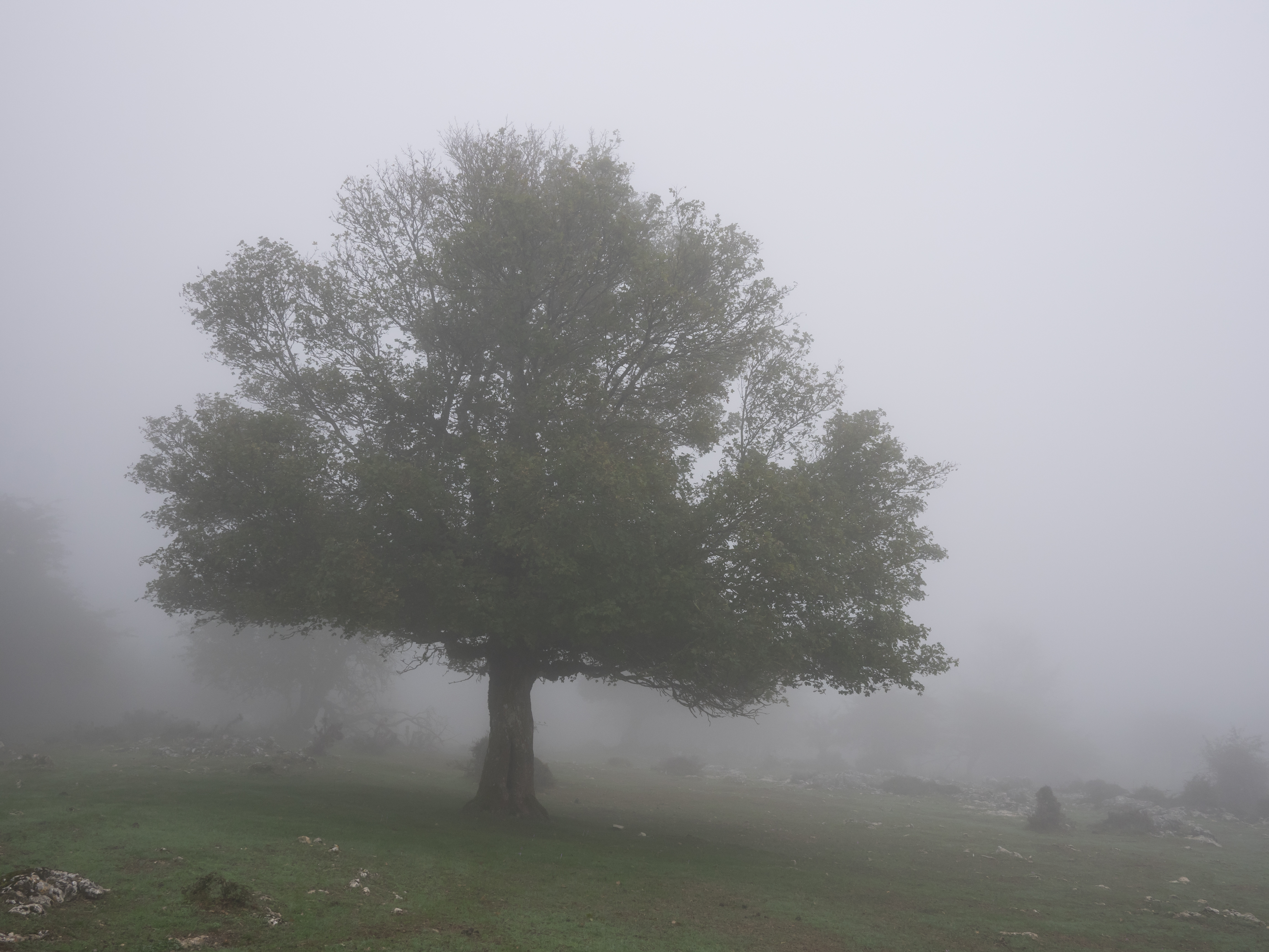 Entzia - Acer Campestre 01