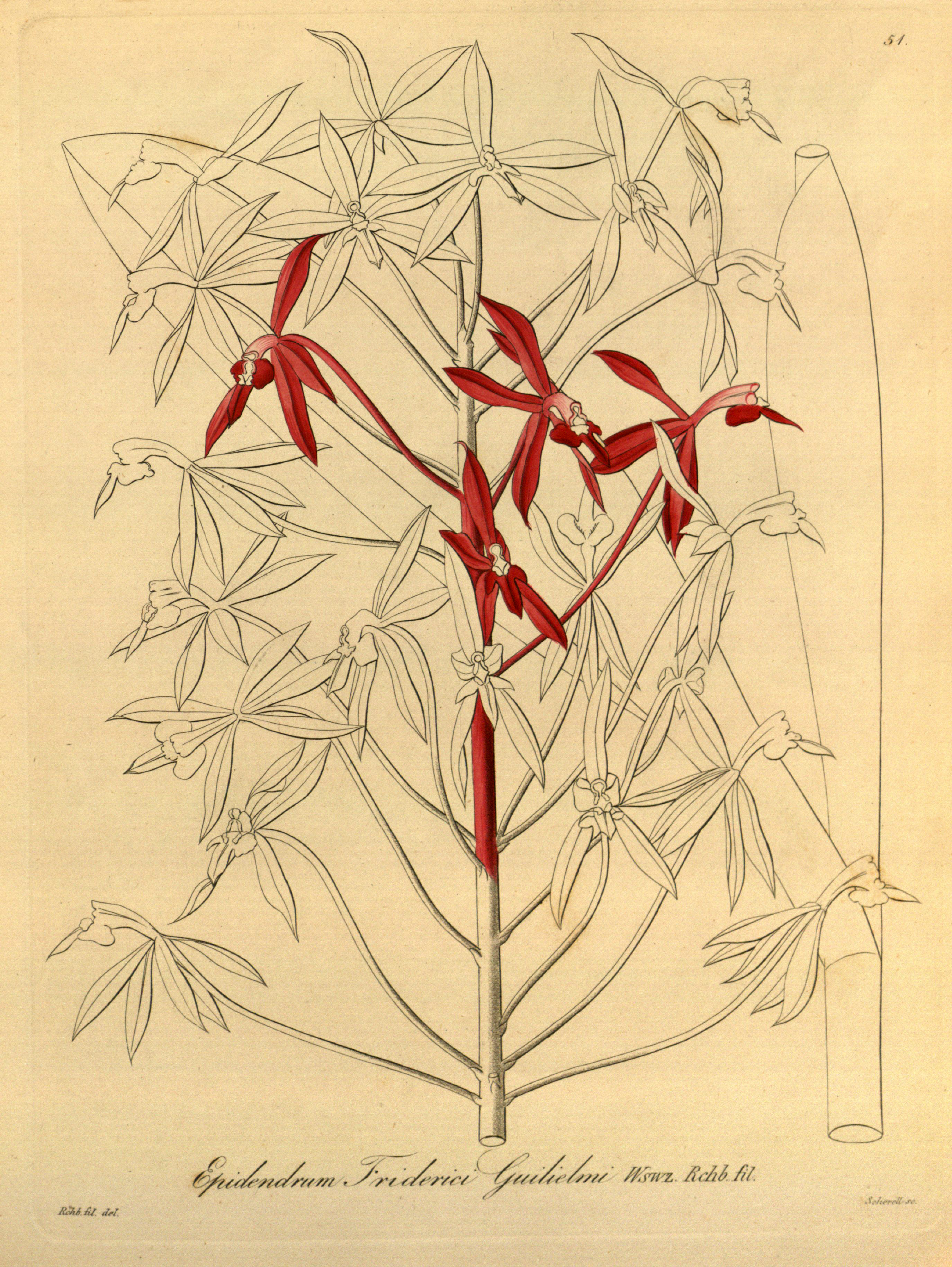 Epidendrum friderici-guilielmi - Xenia vol 1 pl 51 (1858)