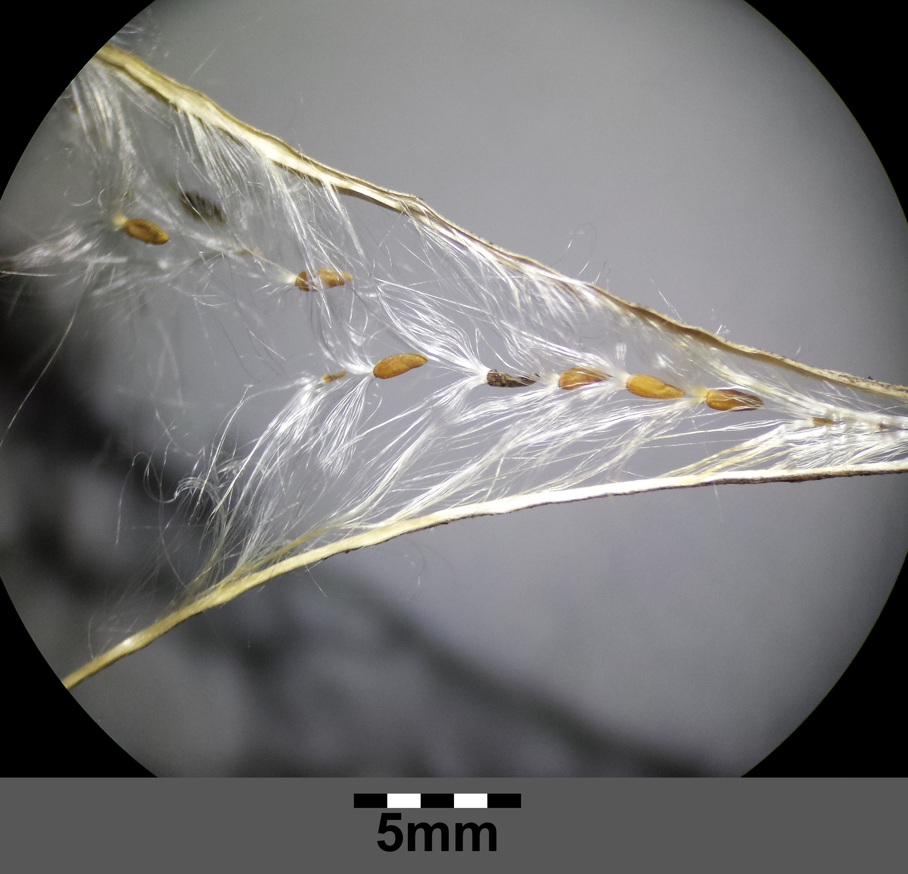 Epilobium dodonaei sl7