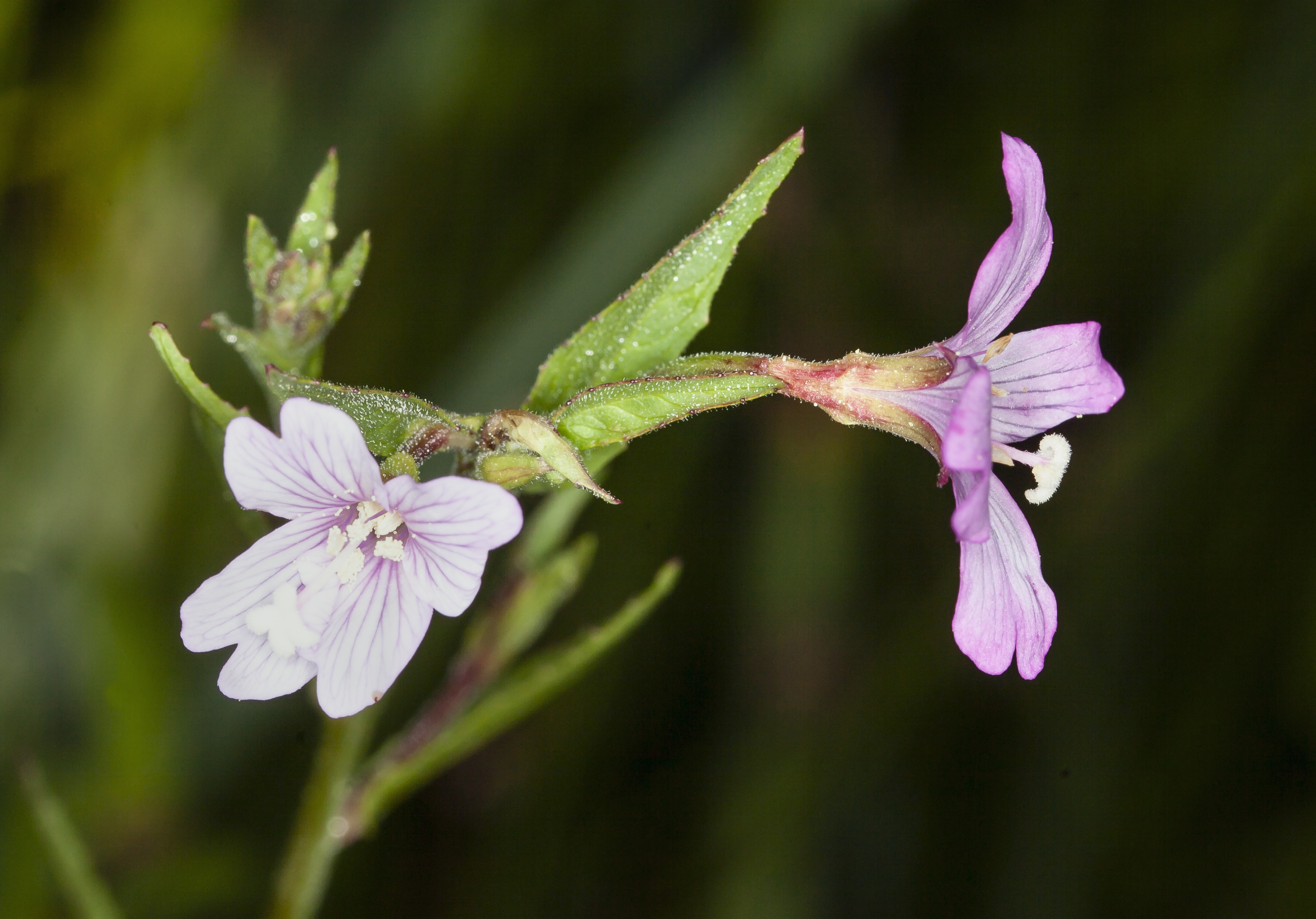 Epilobium oreganum (Oregon fireweed) (19341331596)