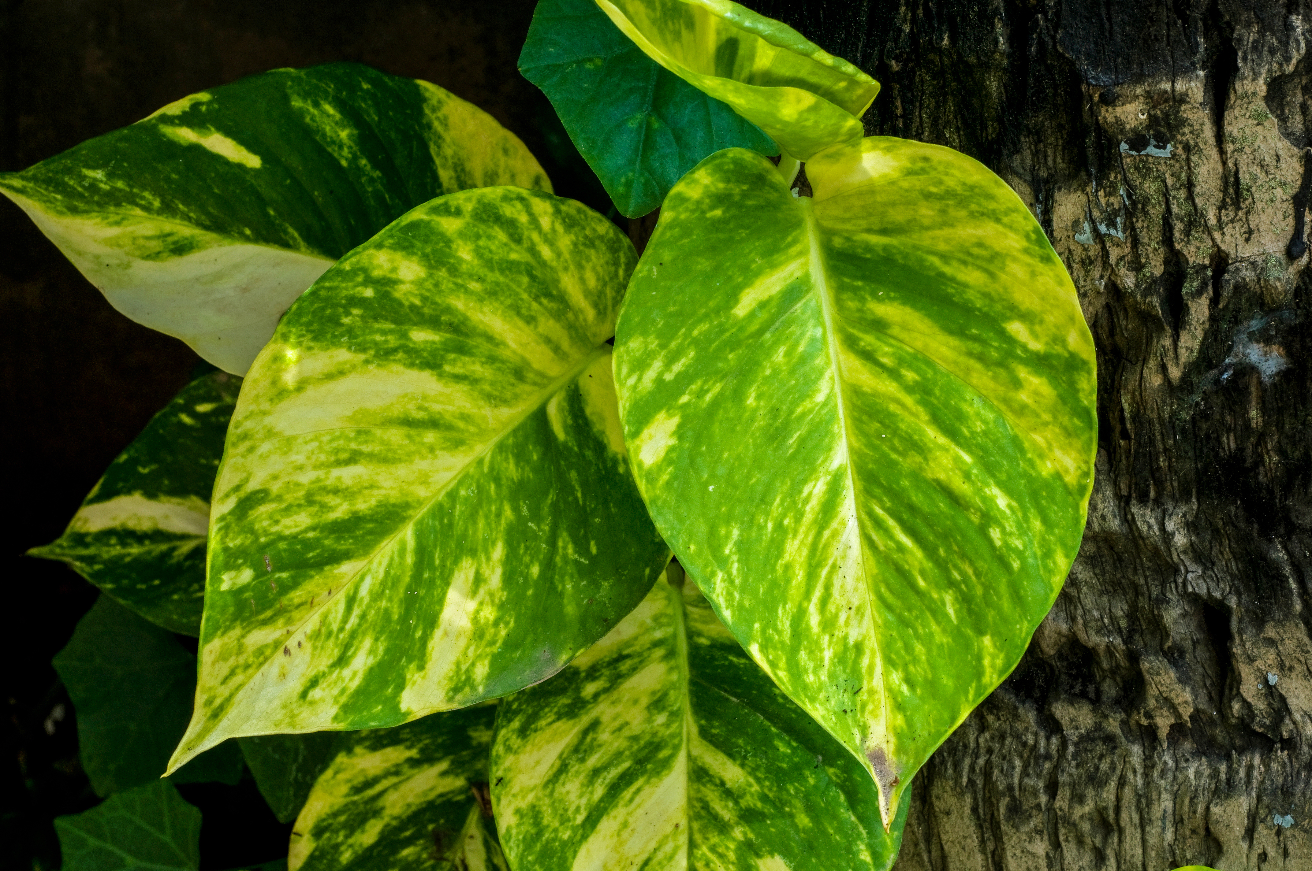 Epipremnum aureum 31082012