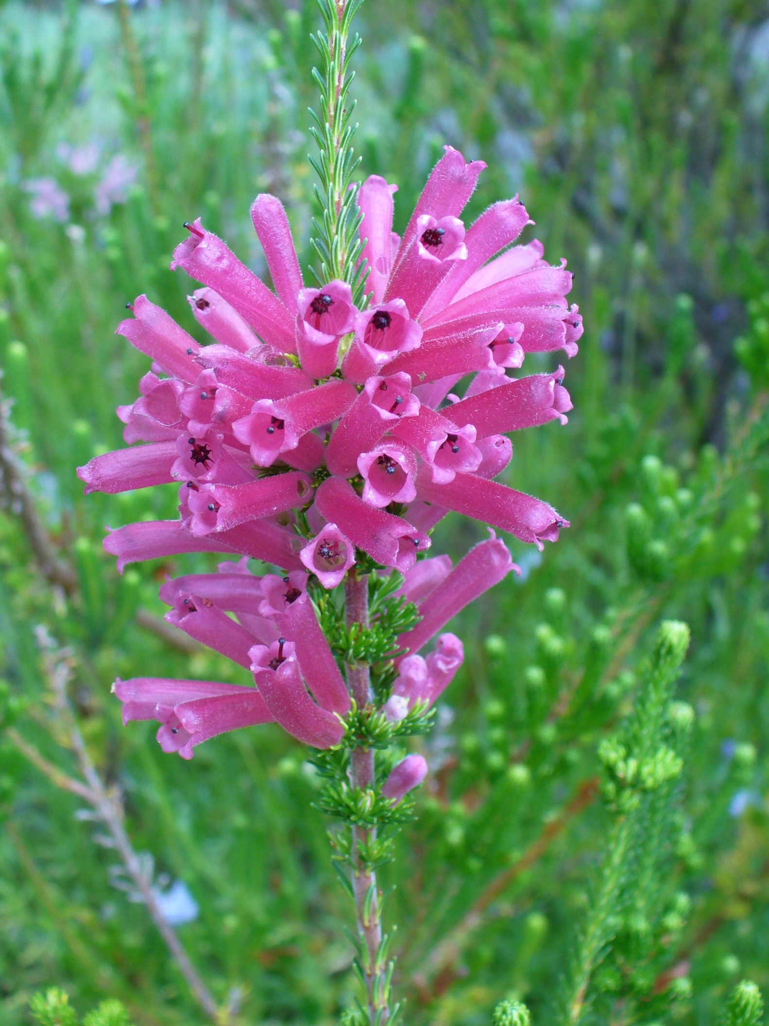 Erica verticillata deep pink