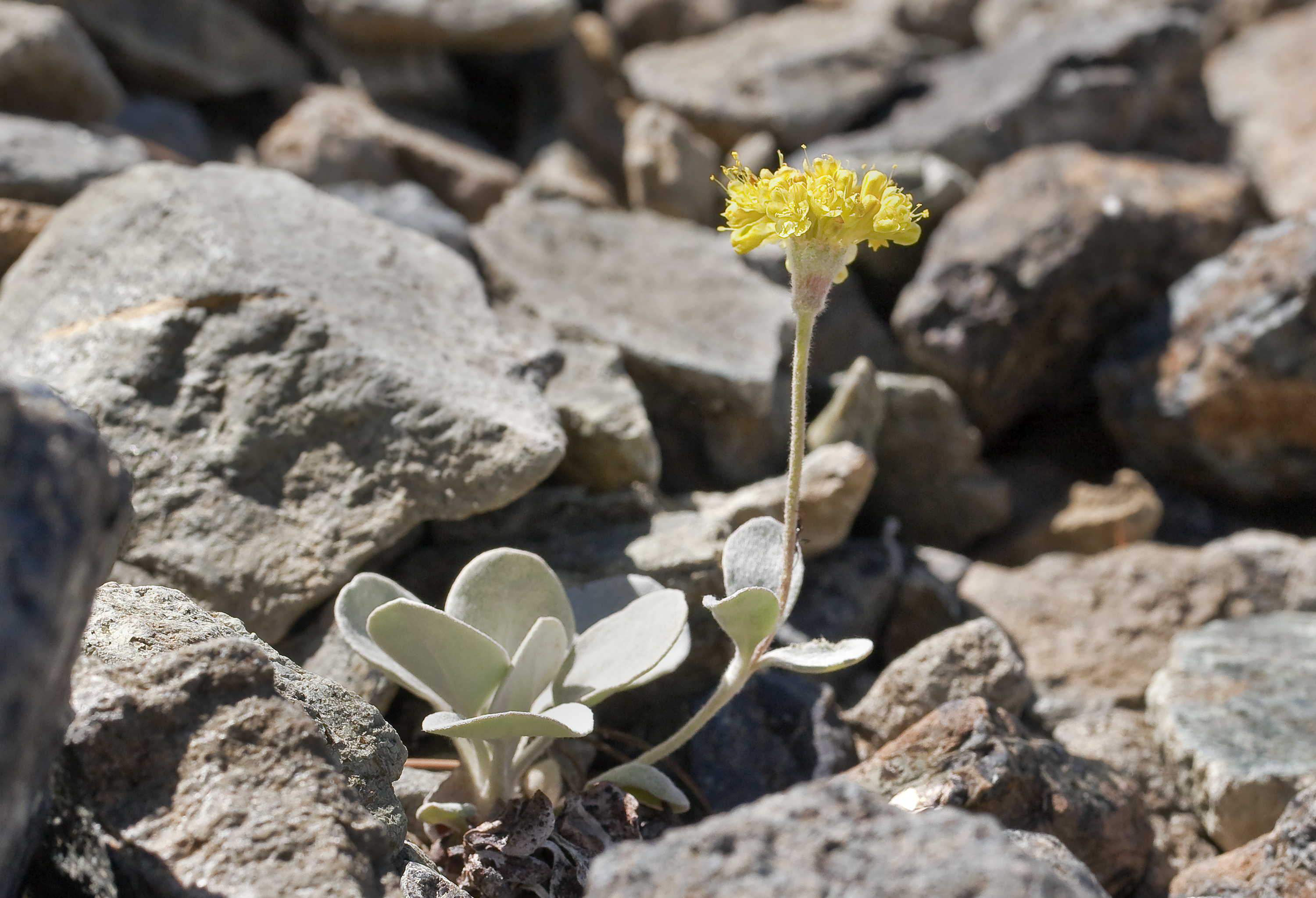 Eriogonum alpinum (Trinity buckwheat) (7705982456)