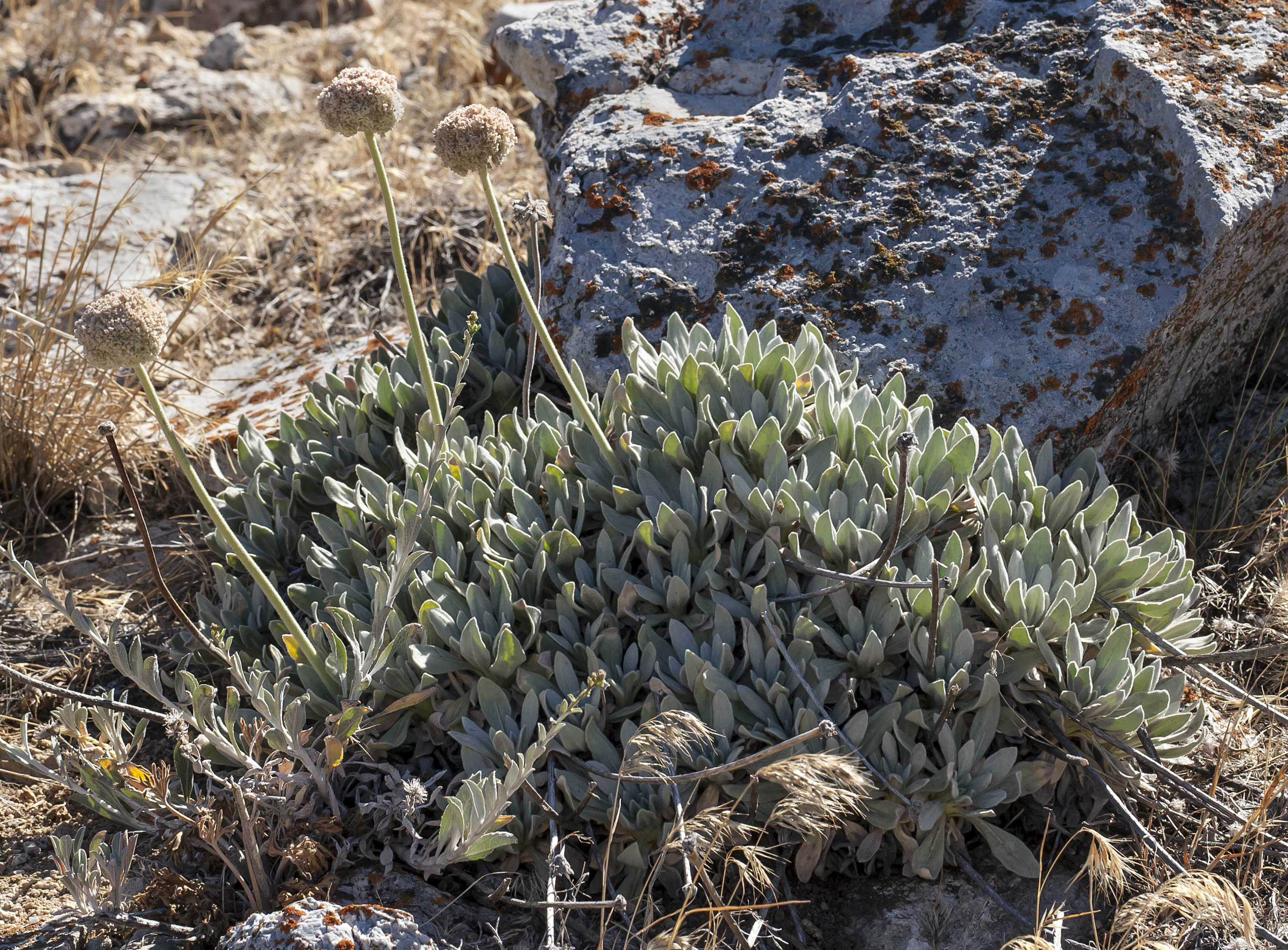 Eriogonum callistum (Tehachapi buckwheat) (7553623912)