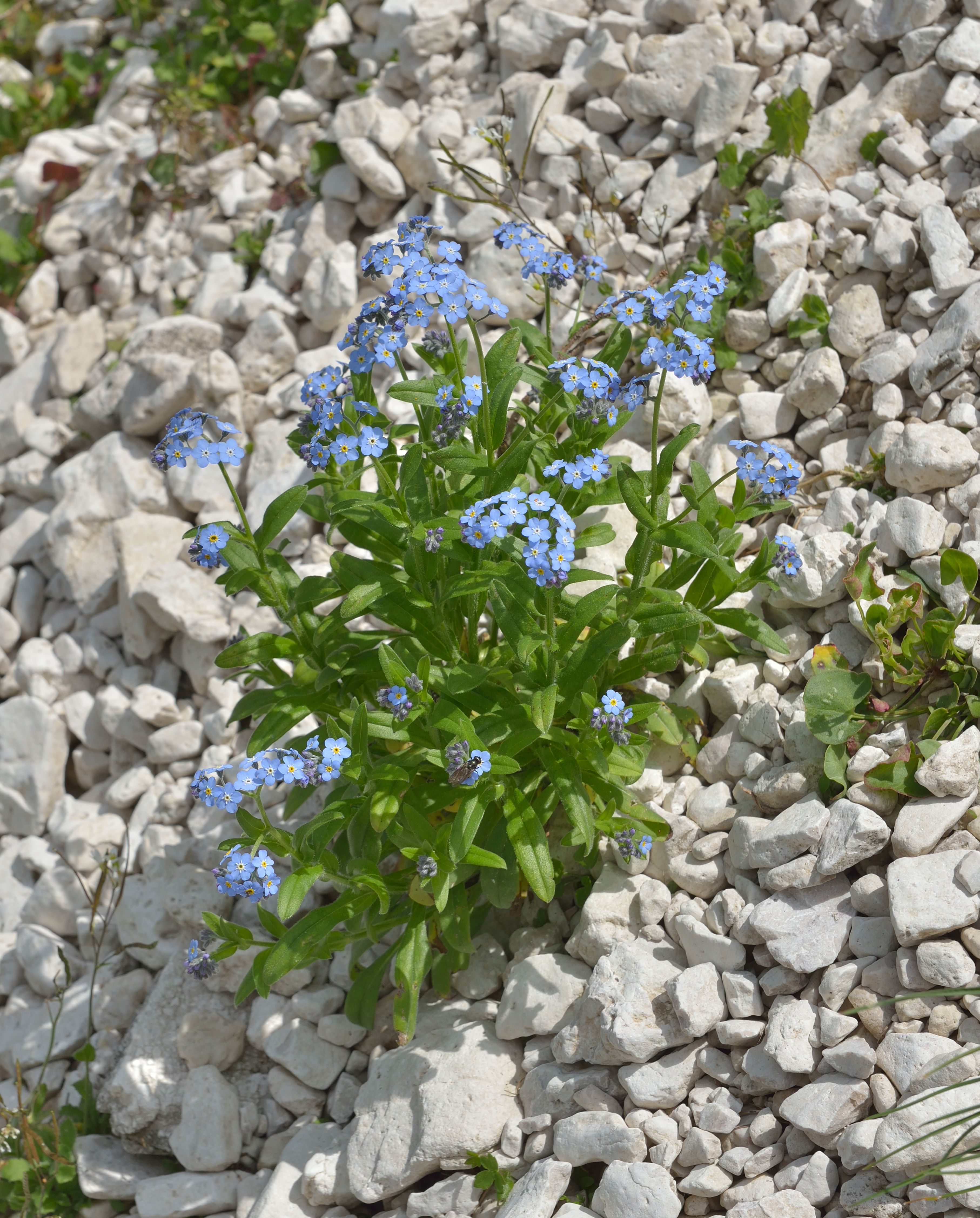 Eritrichium nanum Dantersasc