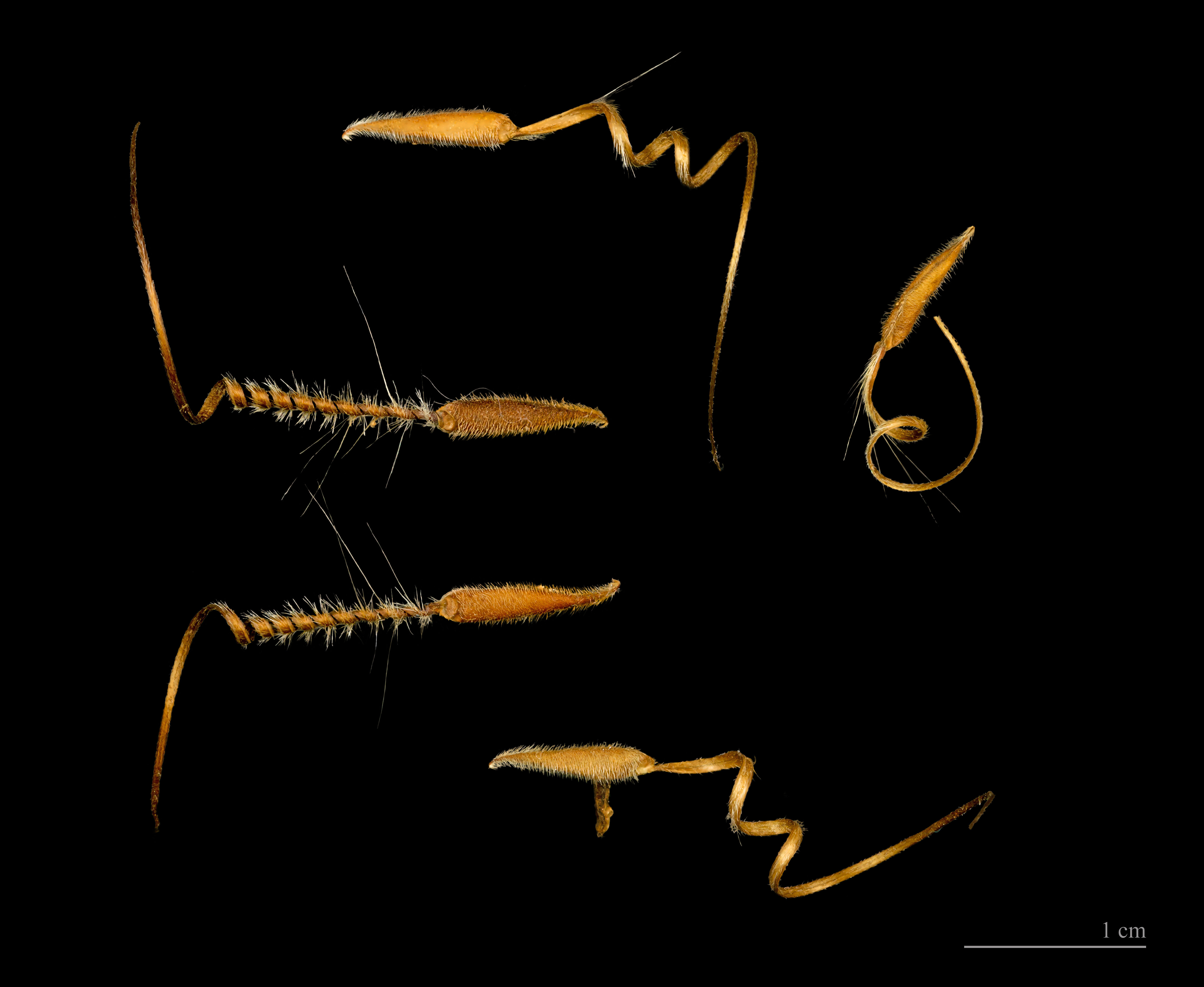 Erodium cicutarium MHNT