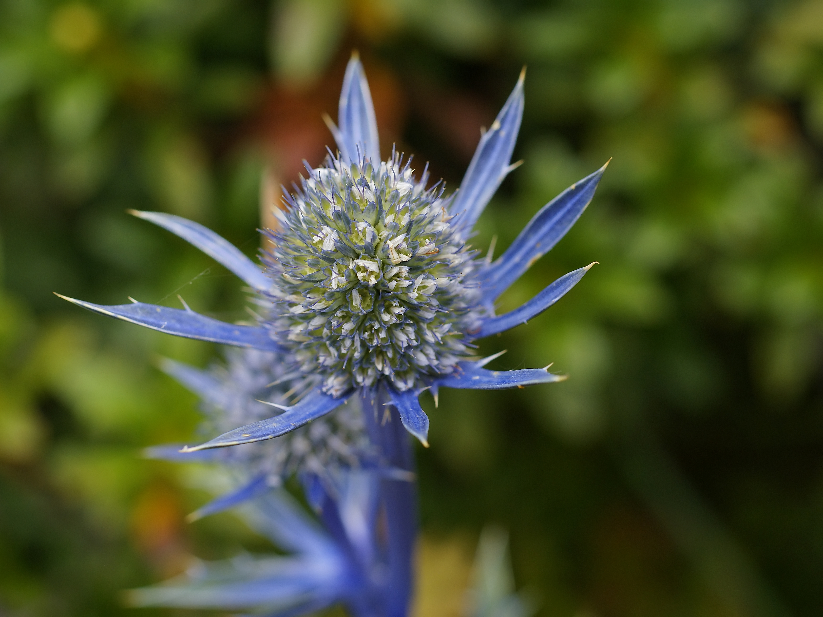 Eryngium bourgatii