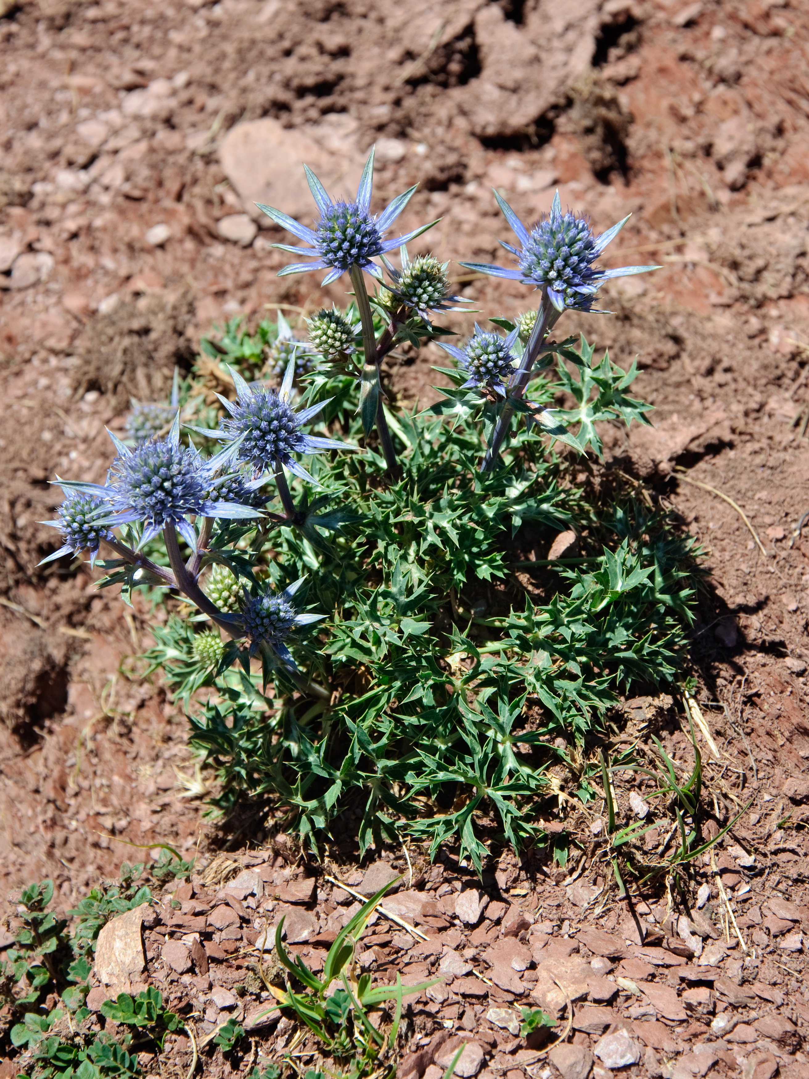 Eryngium bourgatii 1