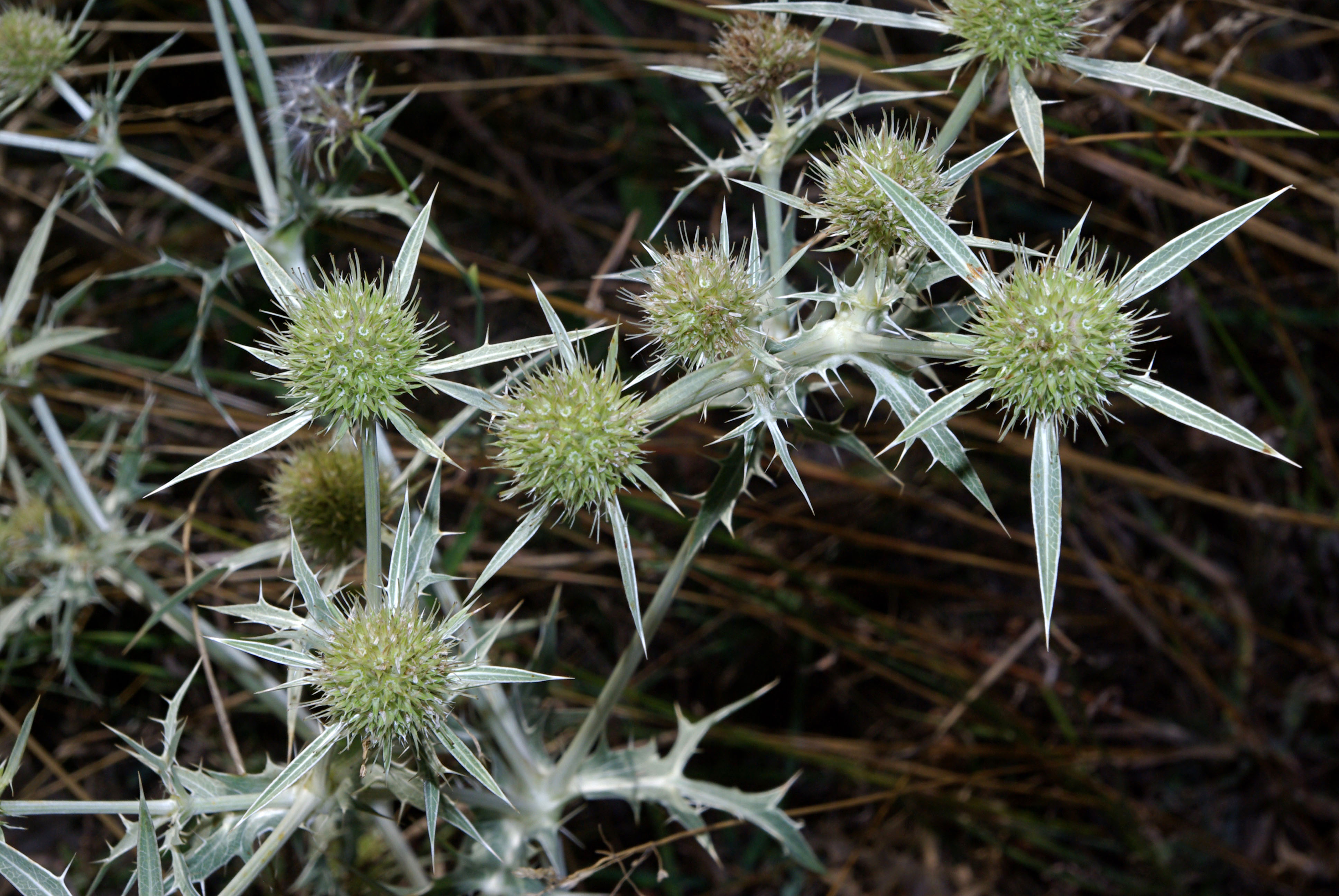 Eryngium campestre 01 by-dpc