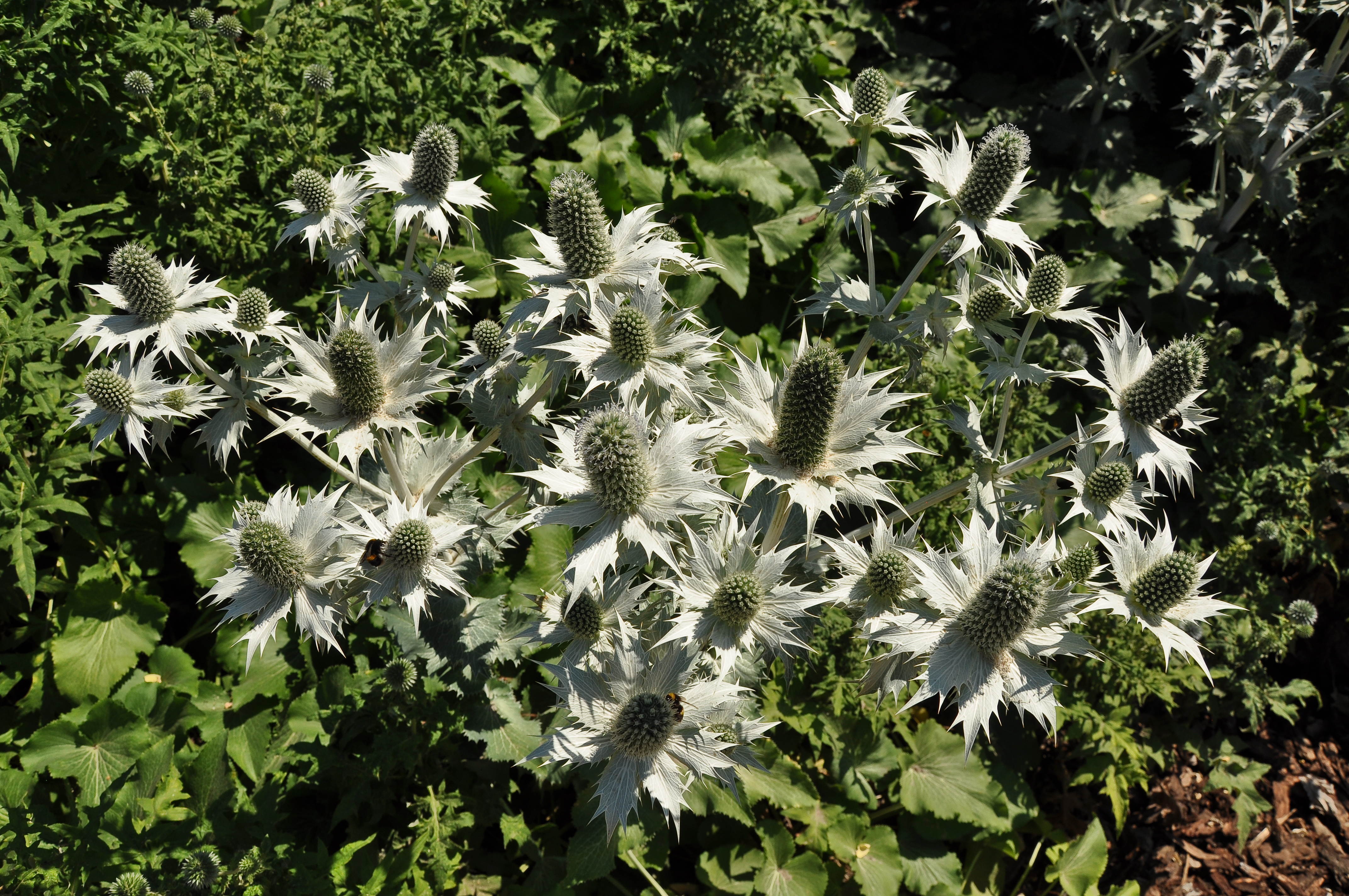 Eryngium giganteum, Thames Barrier Park, London