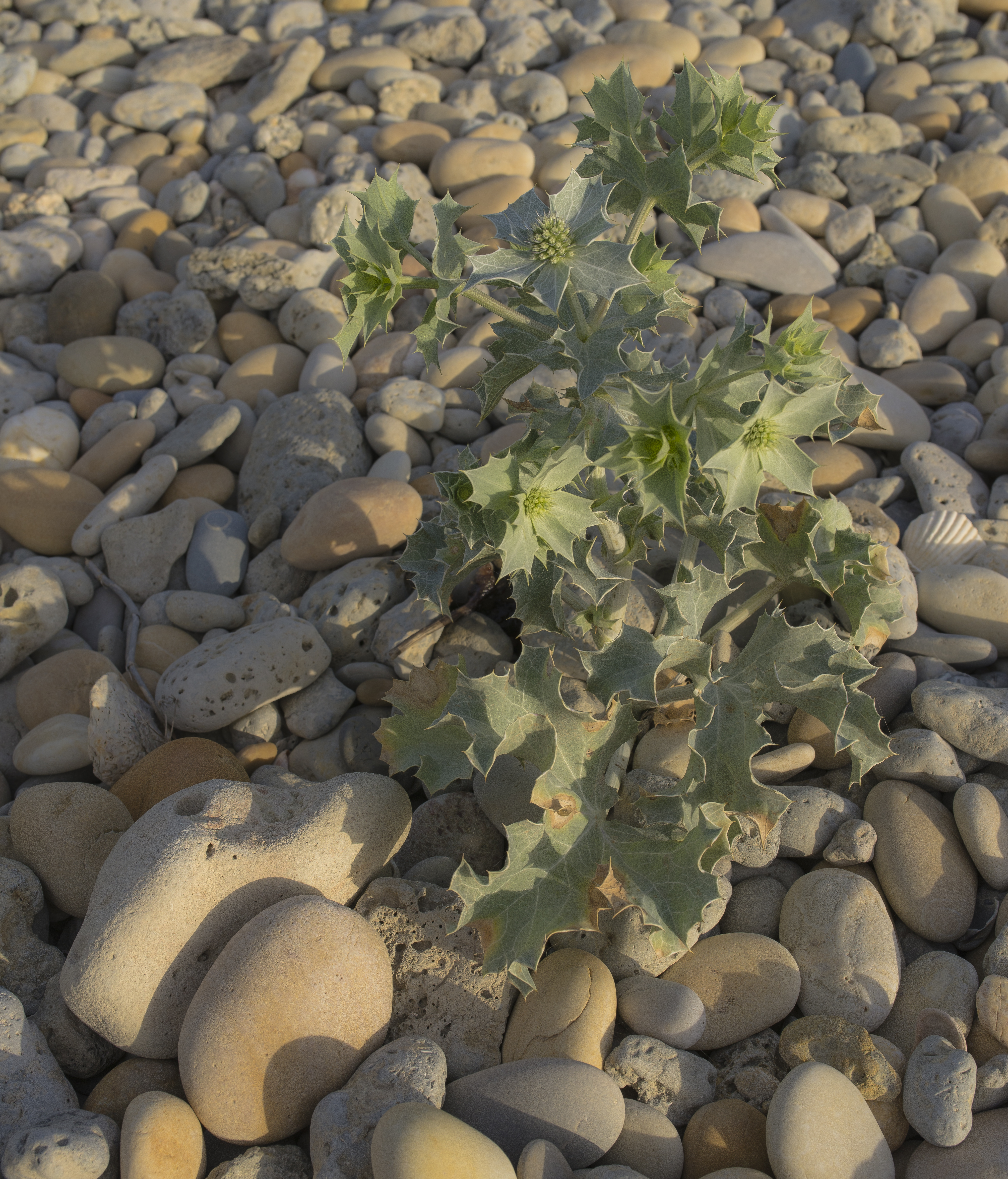 Eryngium maritimum, Vic-la-Gardiole 01