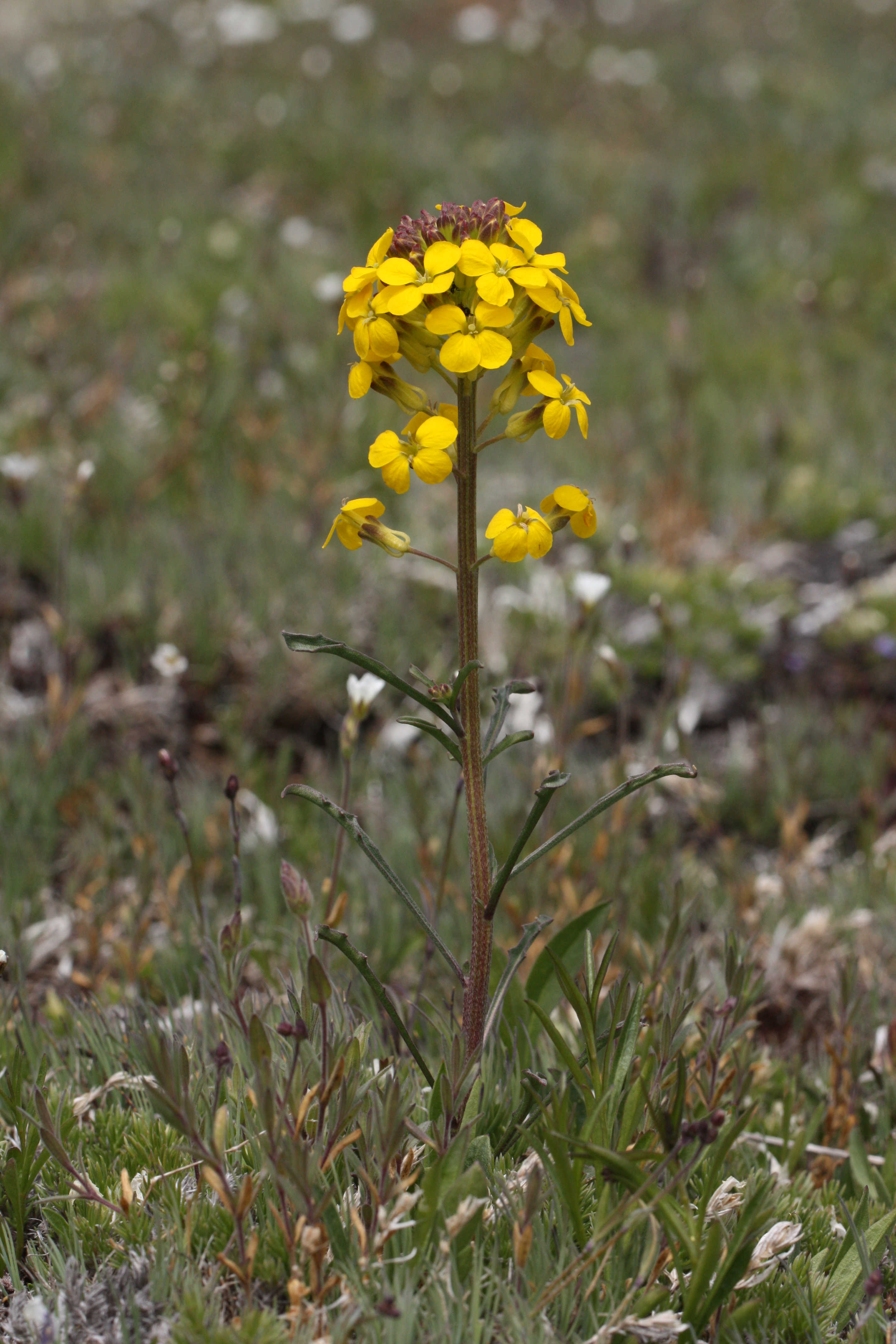 Erysimum arenicola 4711