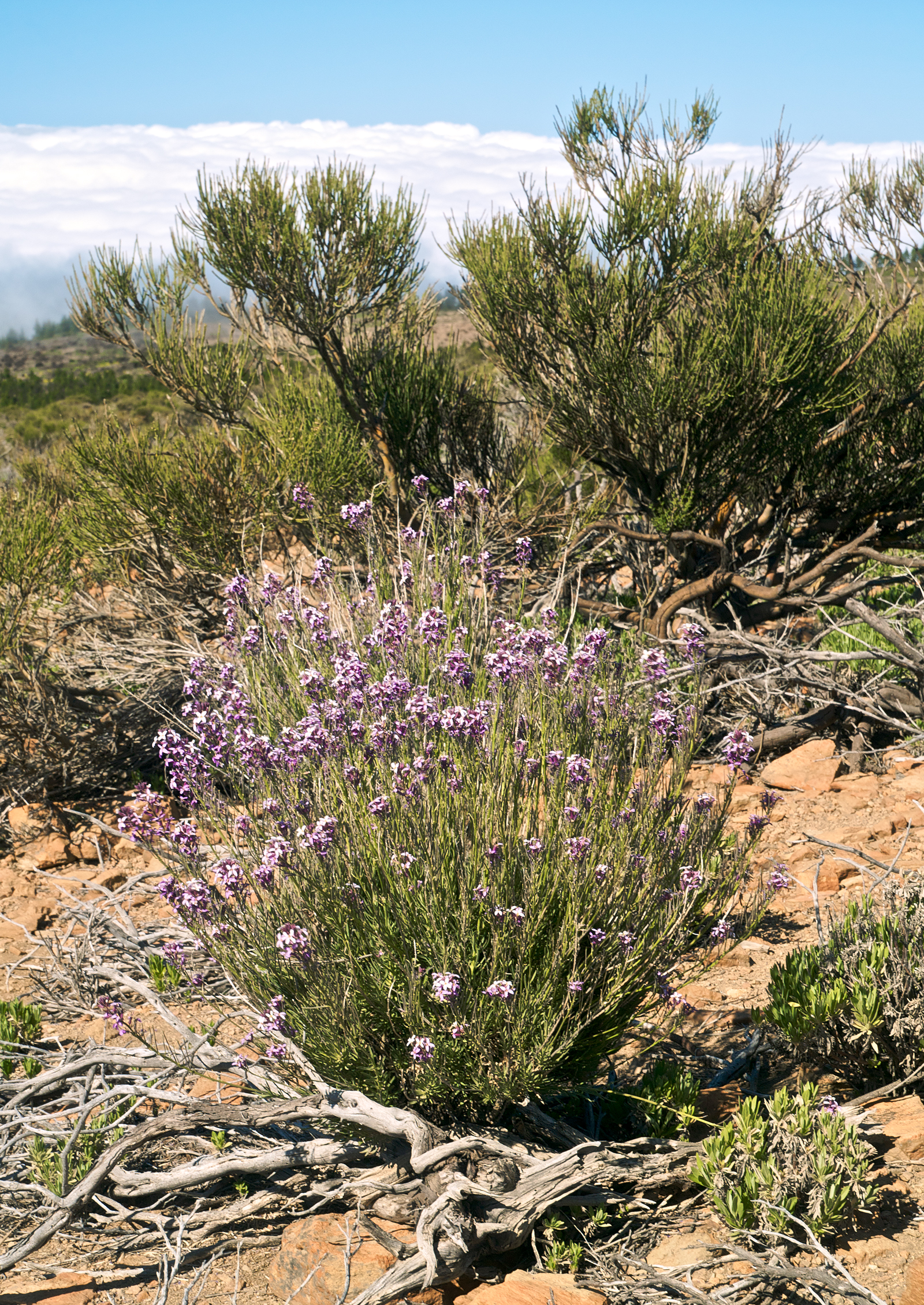 Erysimum bicolor LC0220