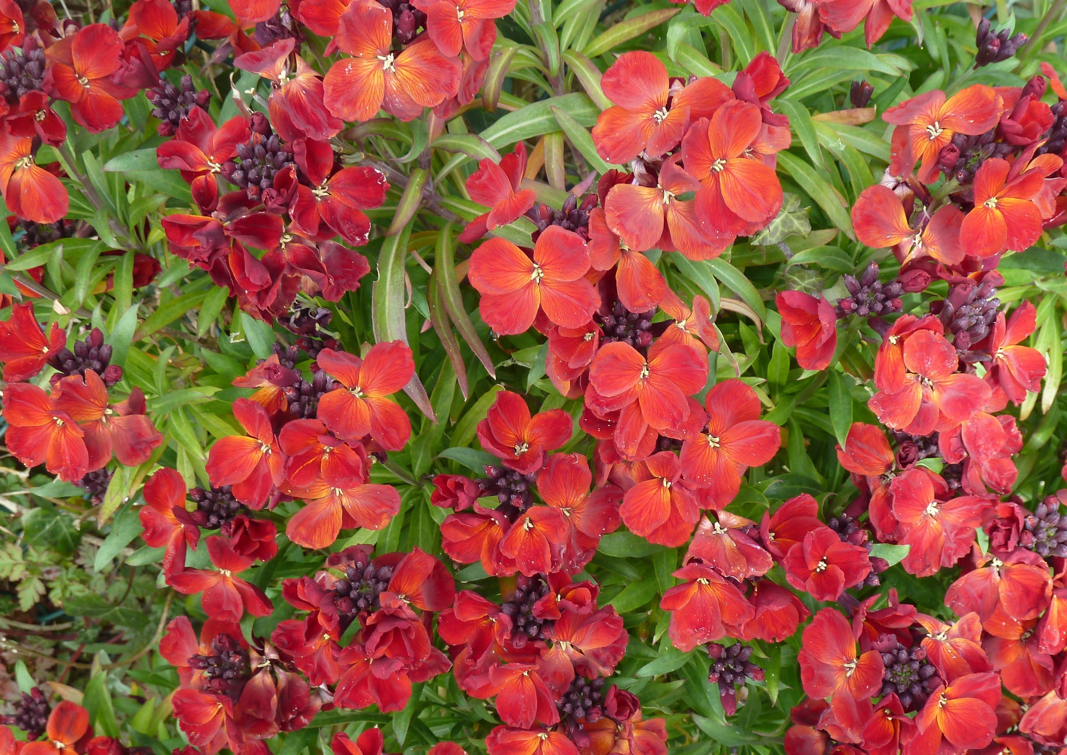 ErysimumCultivar