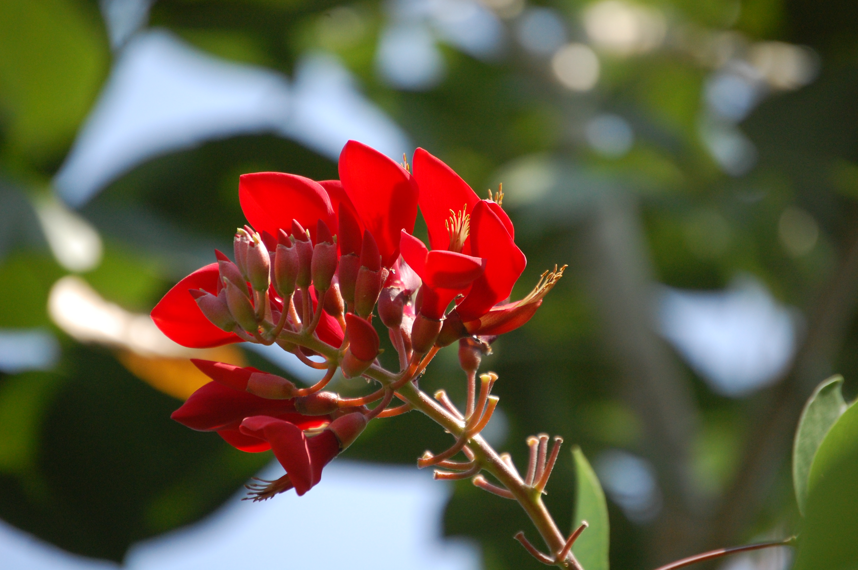 Erythrina bidwillii1