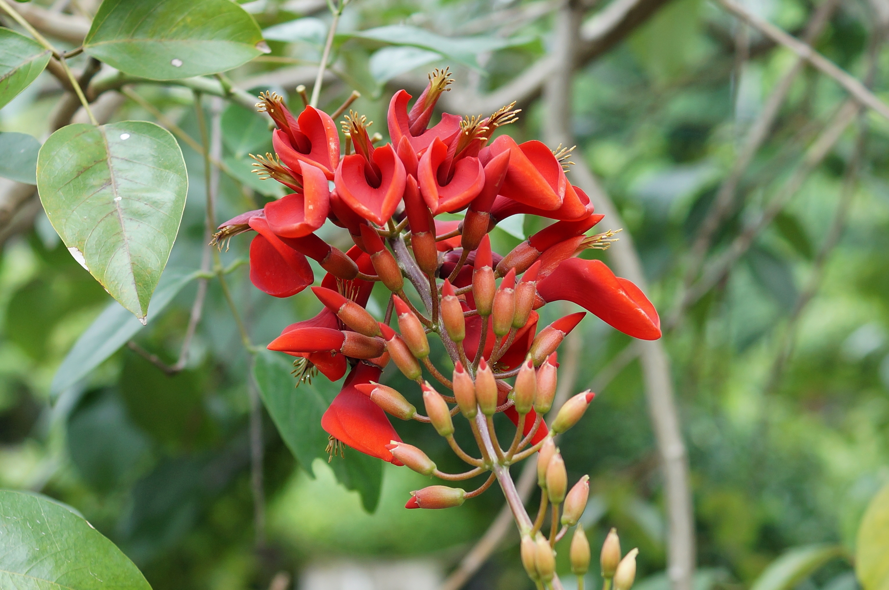 Erythrina crista-galli 01