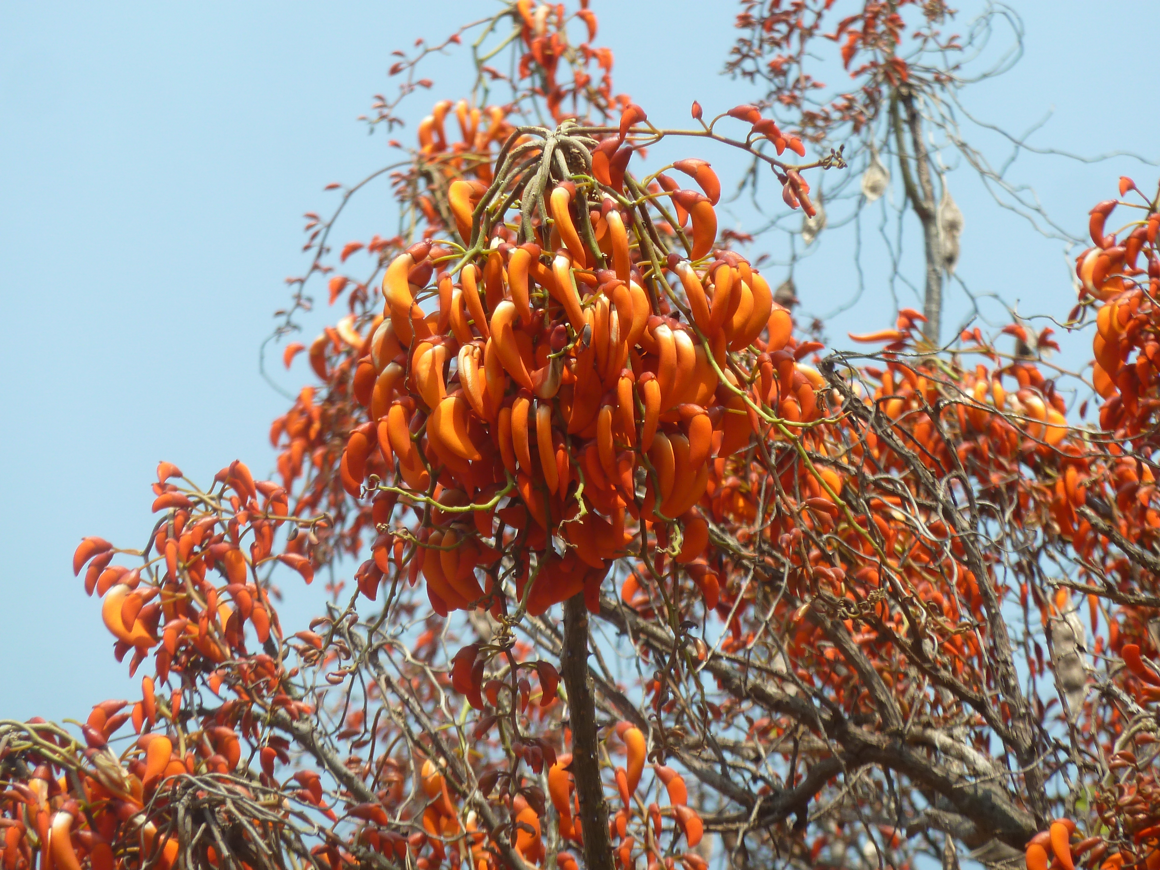 Erythrina falcata, bloeiwyses, Manie vd Schijff BT, a