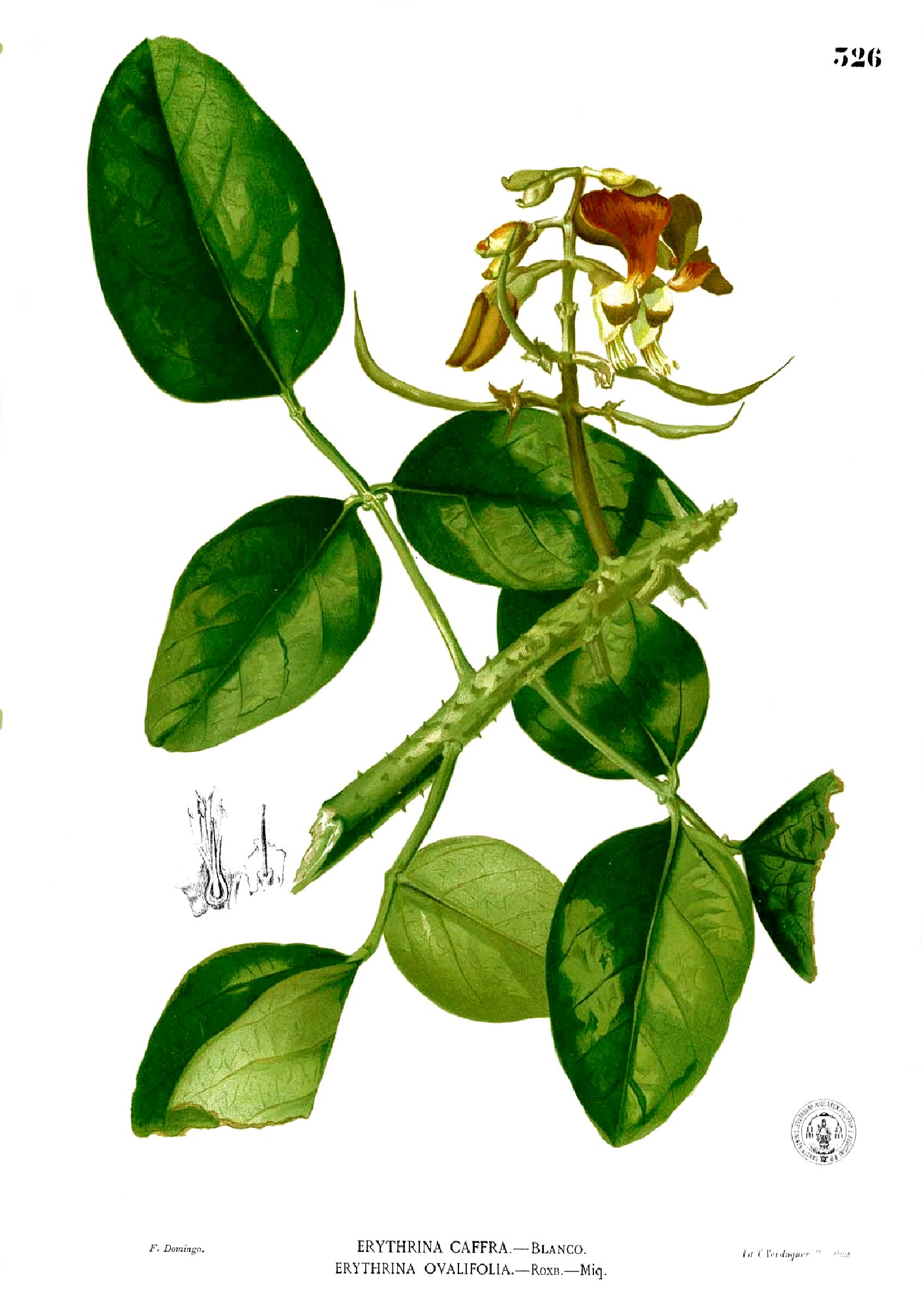 Erythrina glauca Blanco2.326