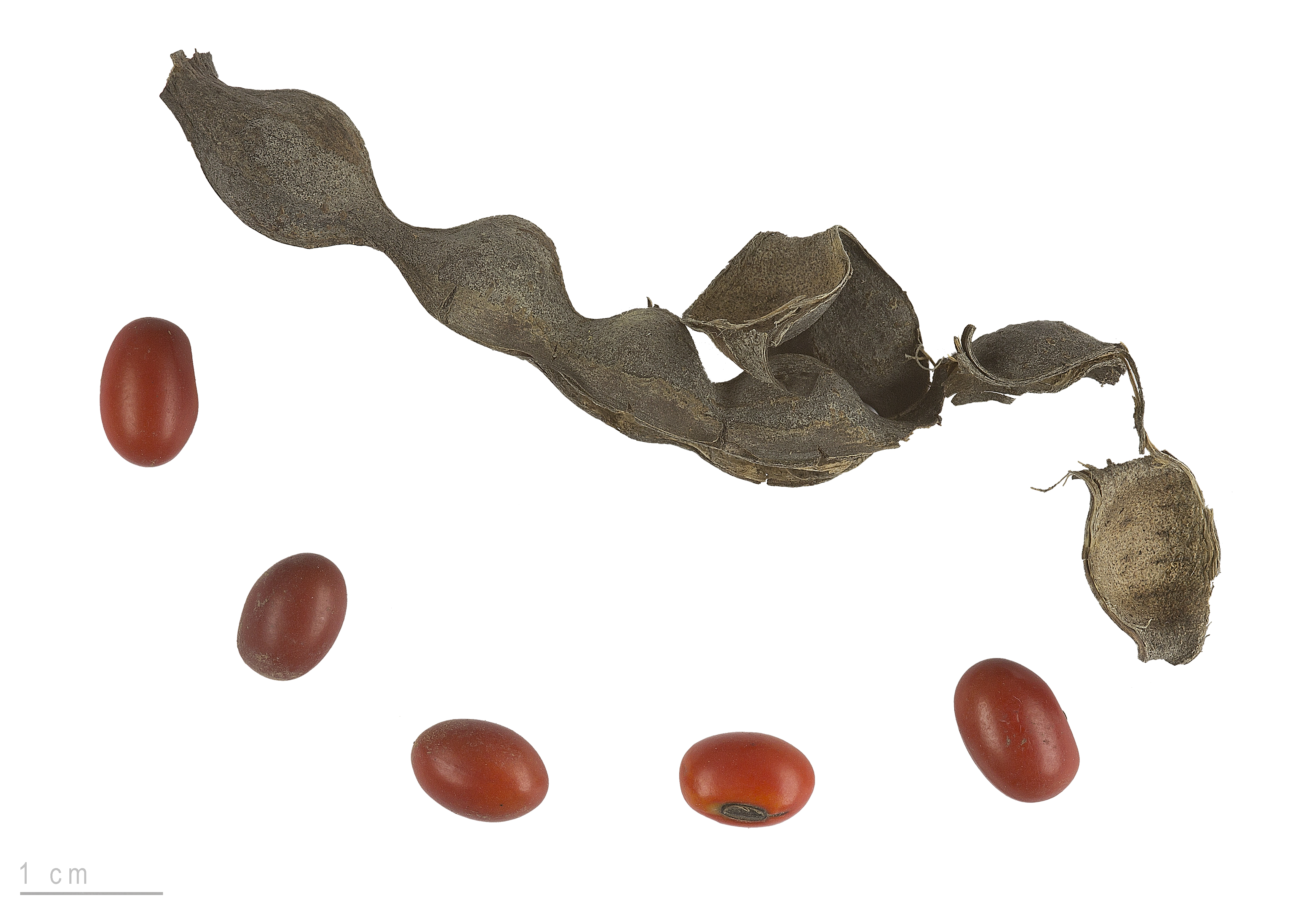 Erythrina lysistemon MHNT.BOT.2007.40.52