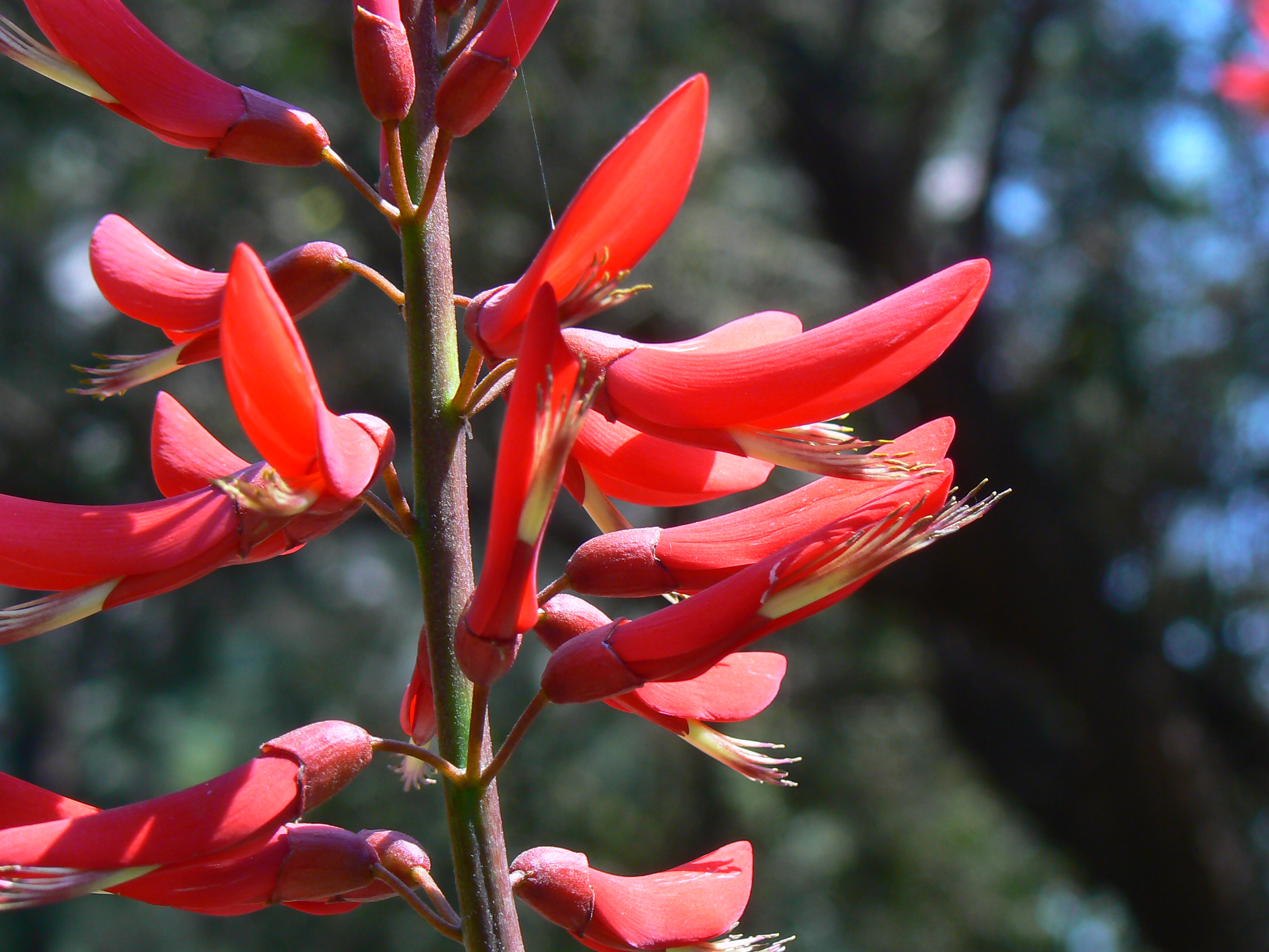 Erythrina x bidwillii (405623229)
