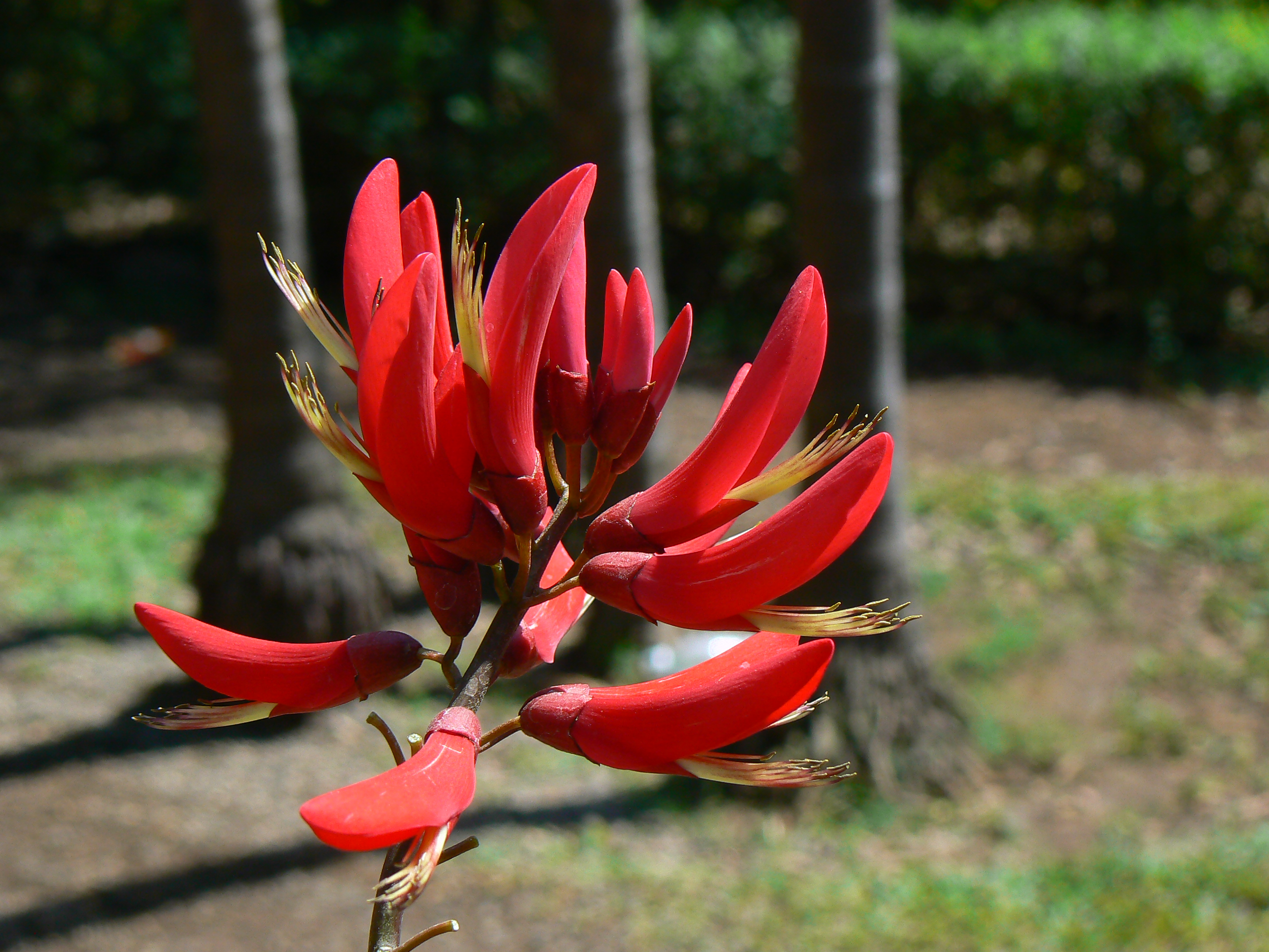 Erythrina x bidwillii (405623635)