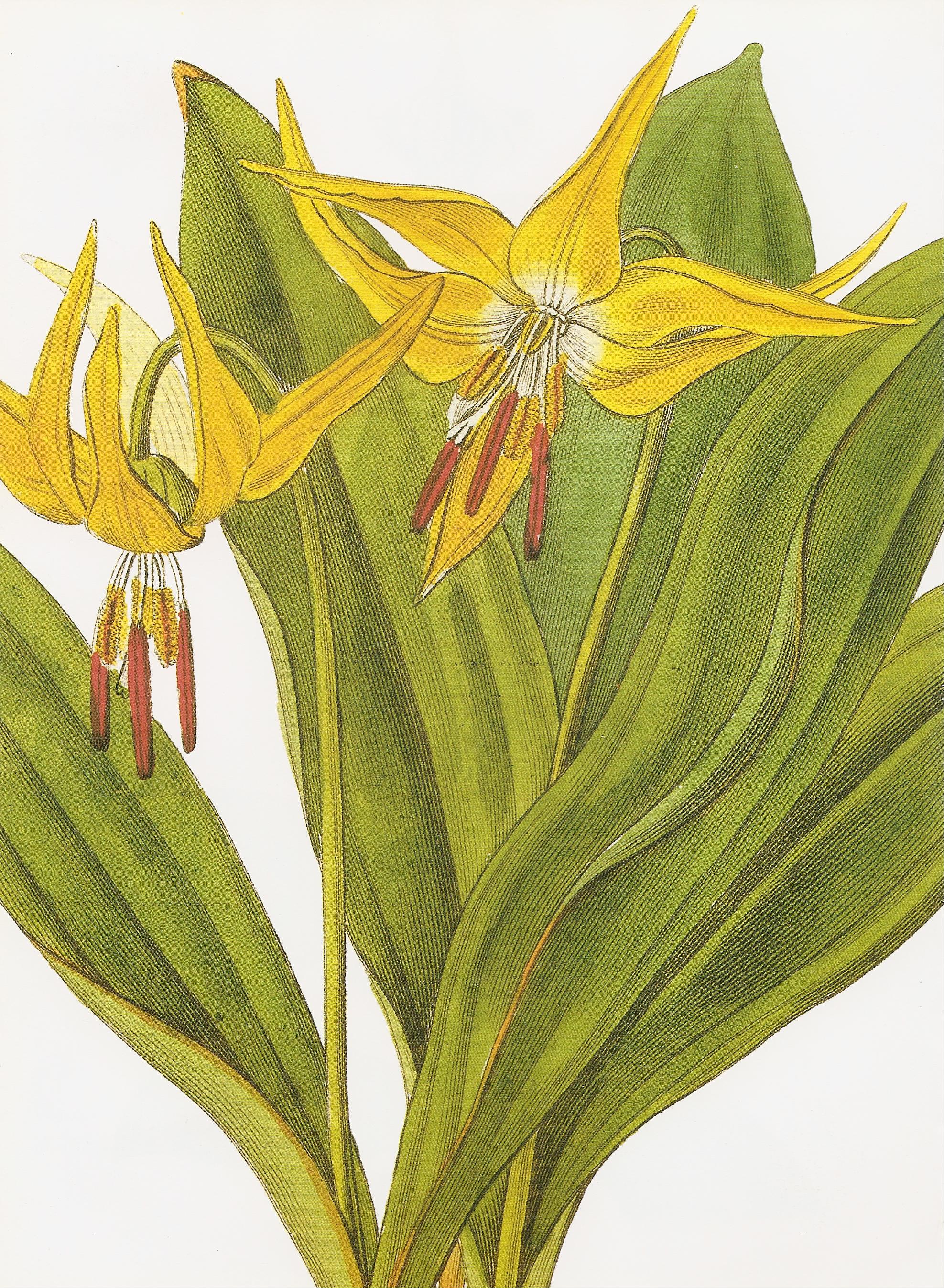 Erythronium grandiflorum RHS