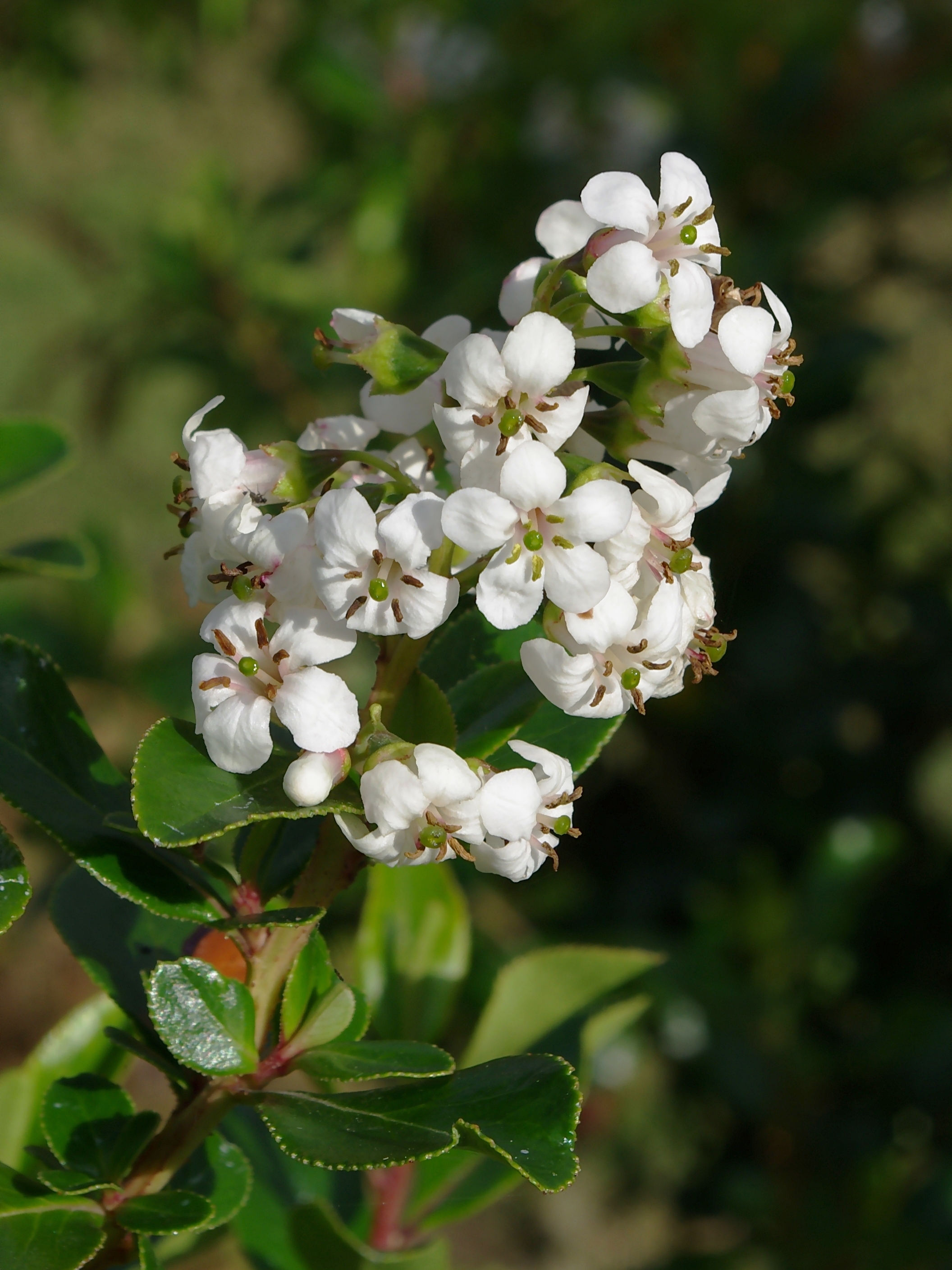 Escallonia FR 2012
