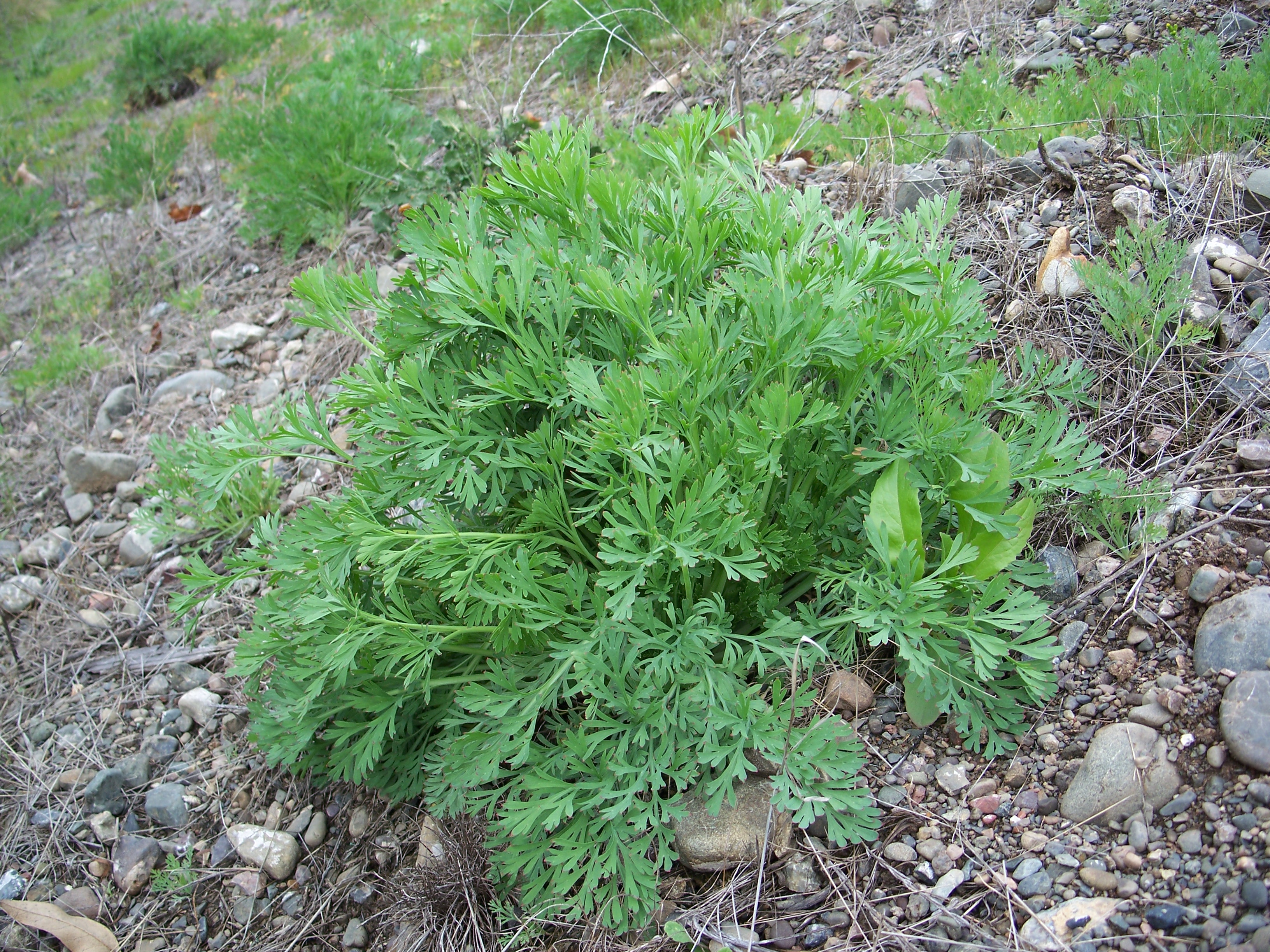 Eschscholzia californica-6