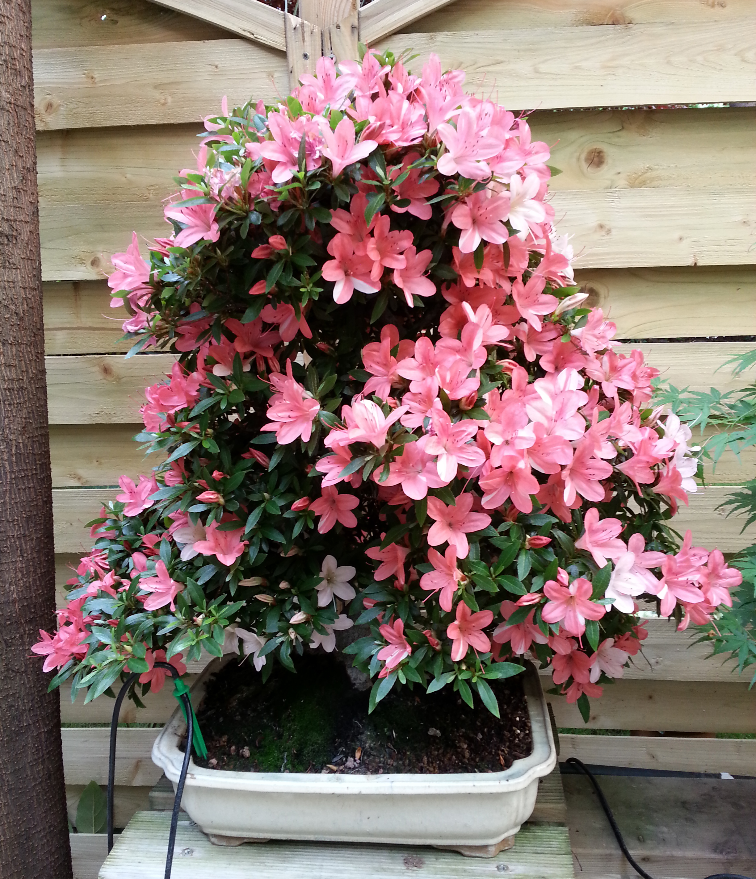 Escuela-bonsai-bonsaikido-azalea