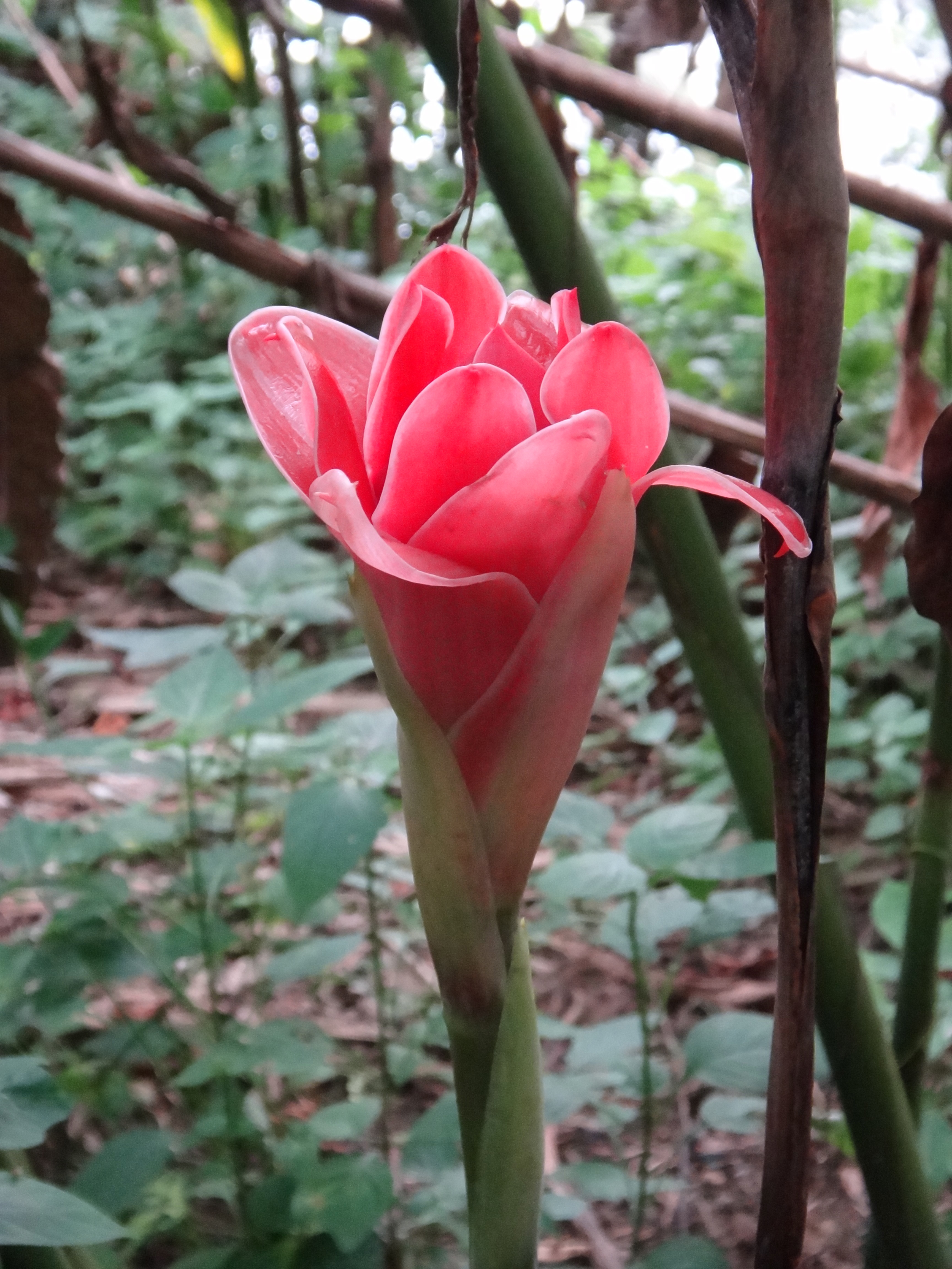 Etlingera elatior-0001 02