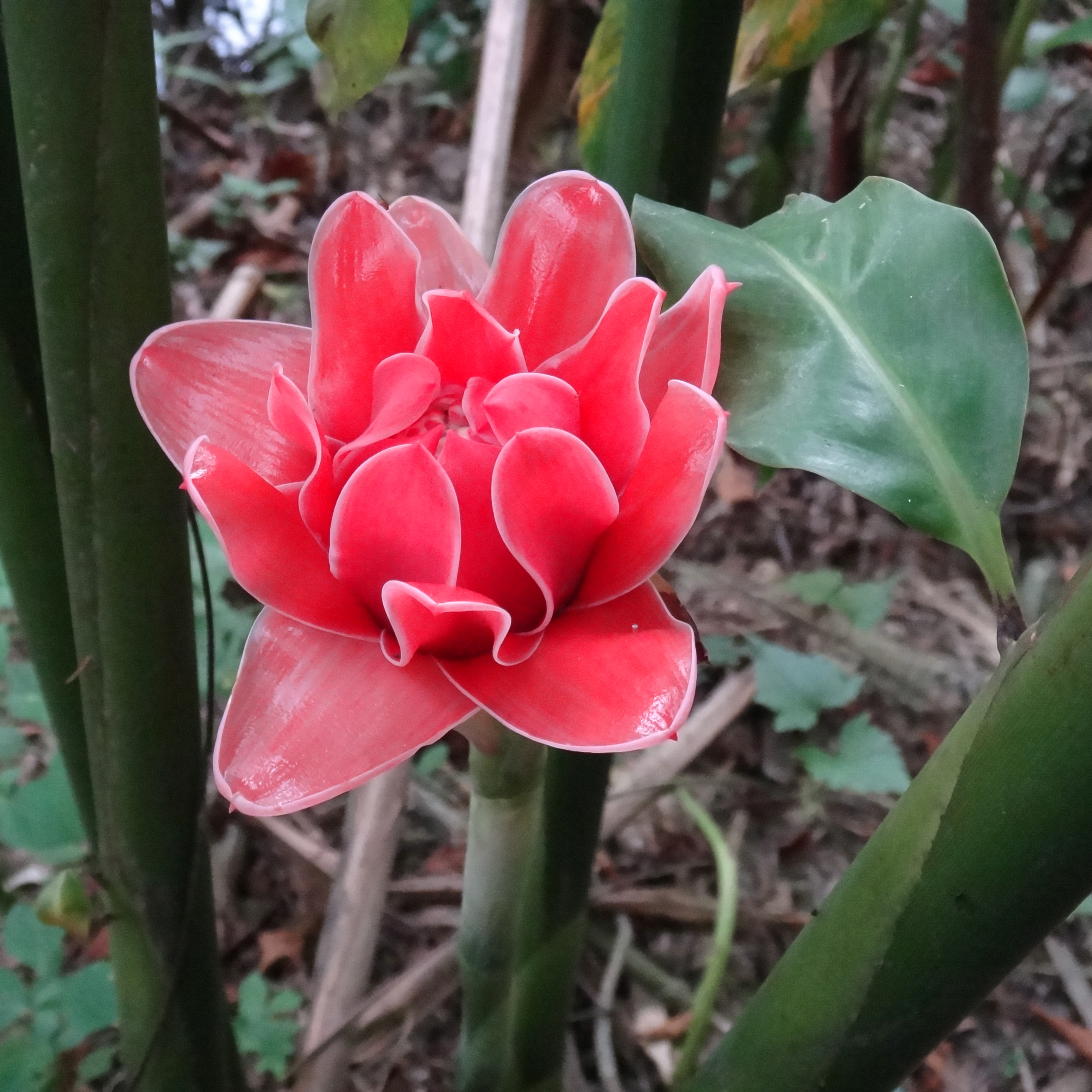 Etlingera elatior-0001 04
