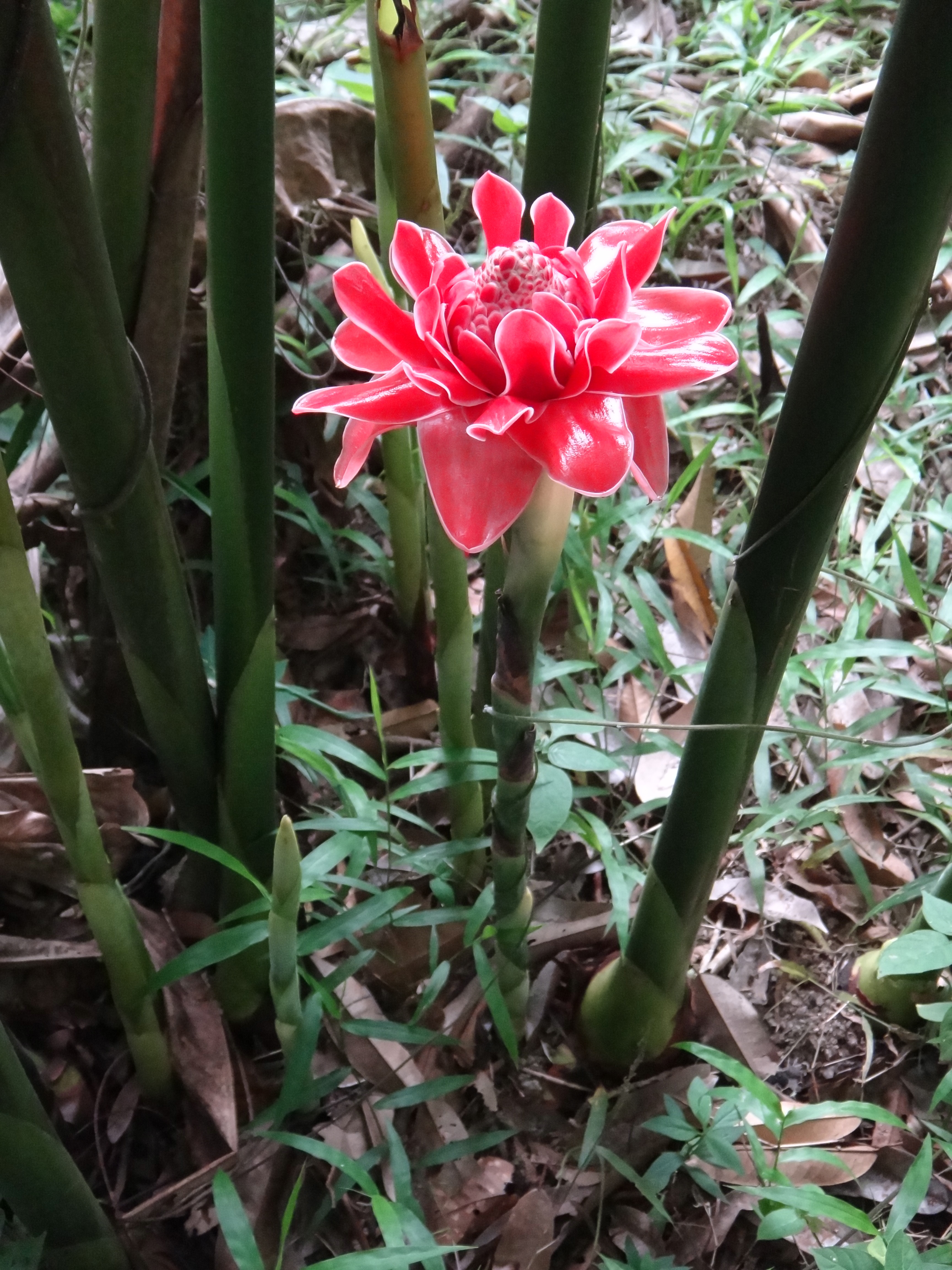Etlingera elatior-0001 08