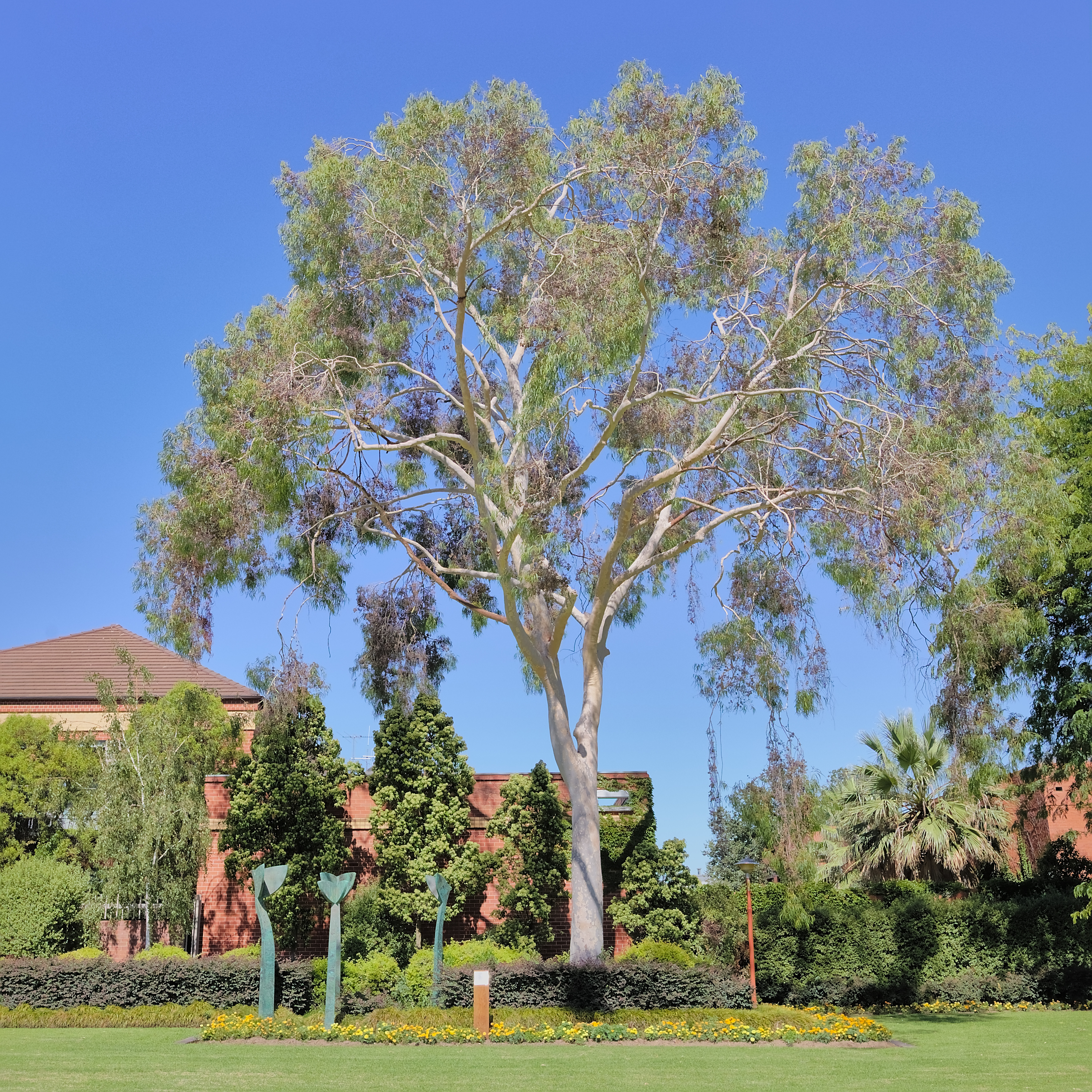 Eucalypt and flowerbed at QEII Square, Albury NSW