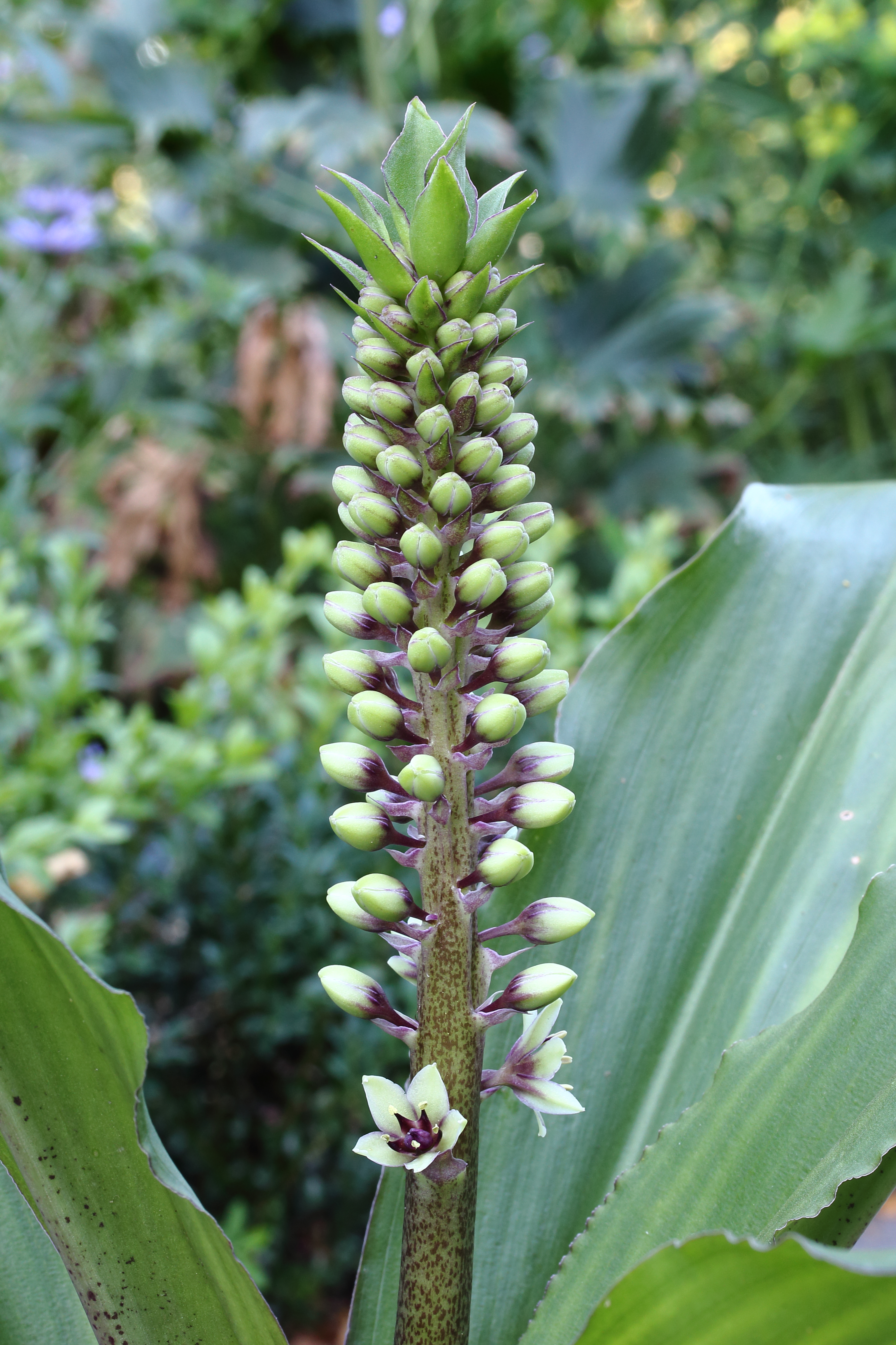 Eucomis