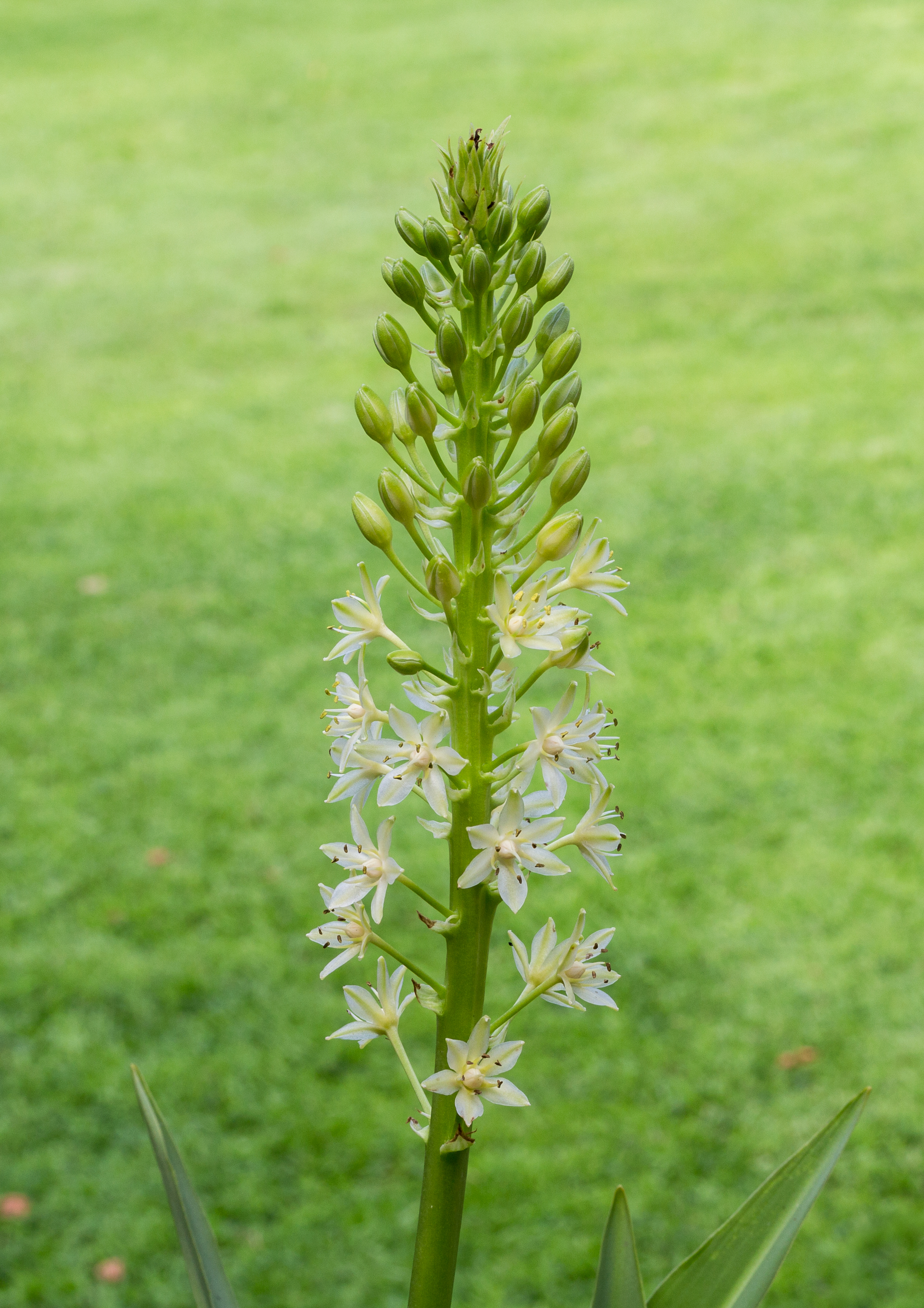 Eucomis 'Pole Evansii' ananasplant. Locatie. Tuinreservaat Jonkervallei 01