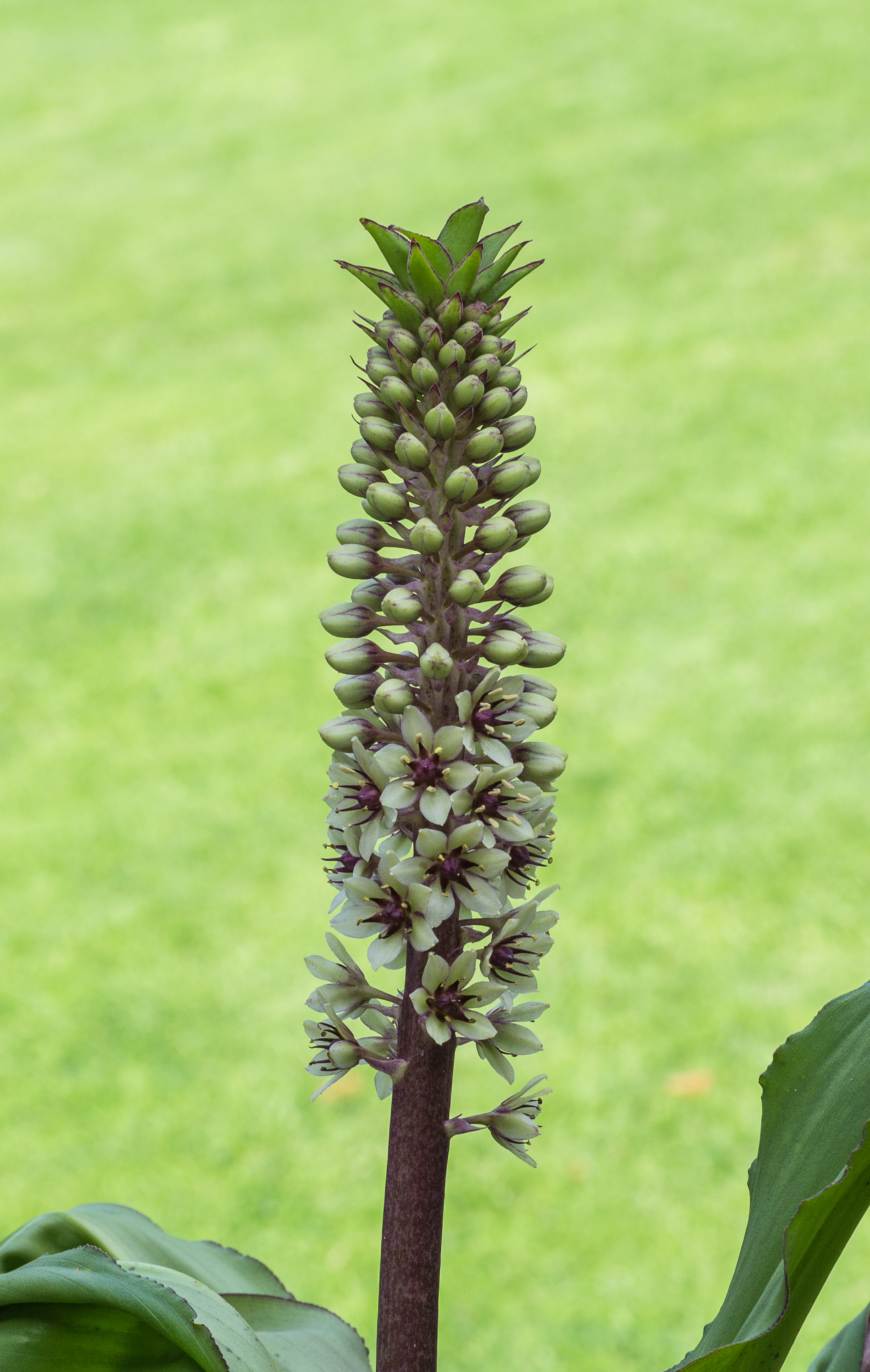 Eucomis montana Locatie. Tuinreservaat Jonkervallei 03
