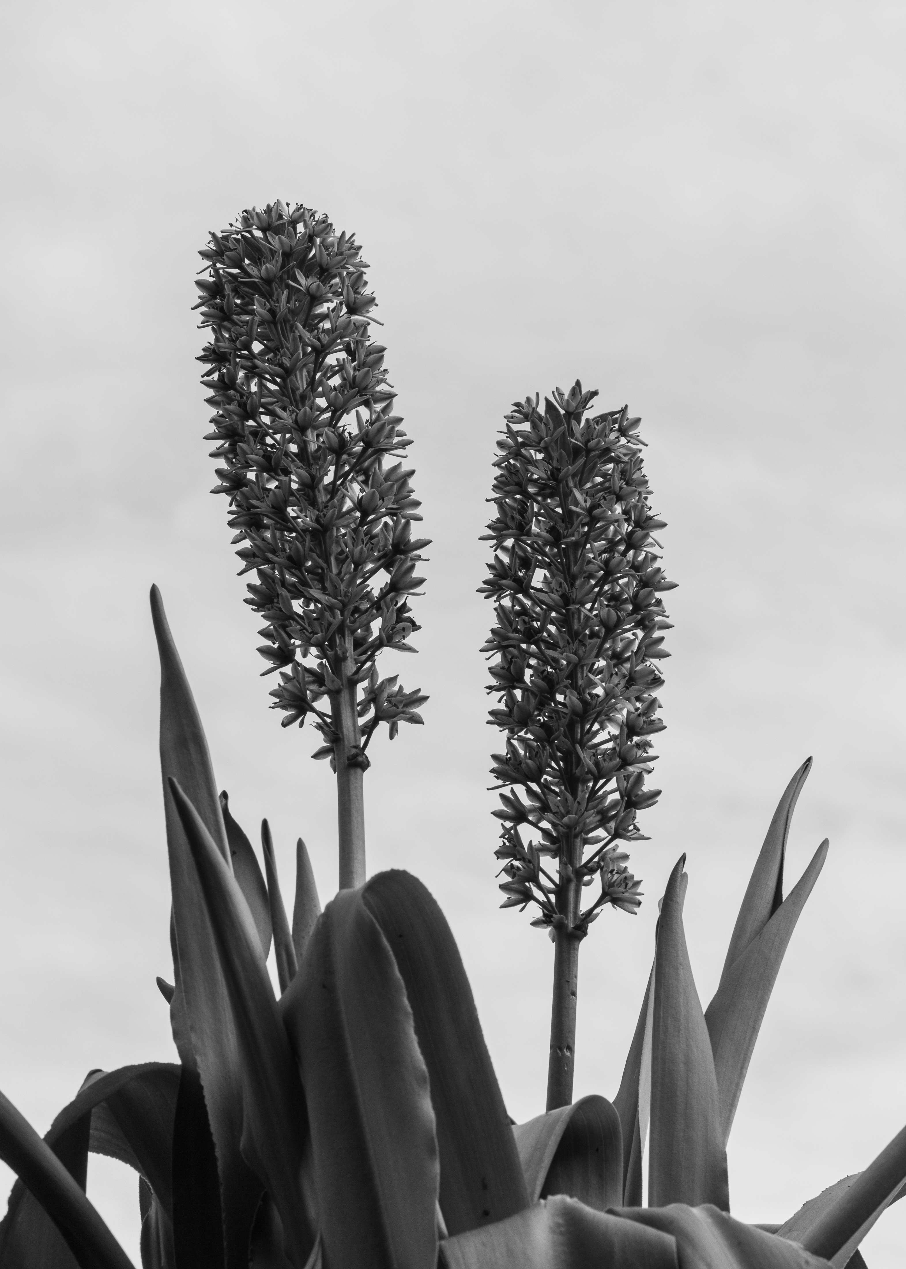 Eucomis pole-evansii. Familie Asparagaceae. (actm.) Locatie, Tuinreservaat Jonkervallei 02