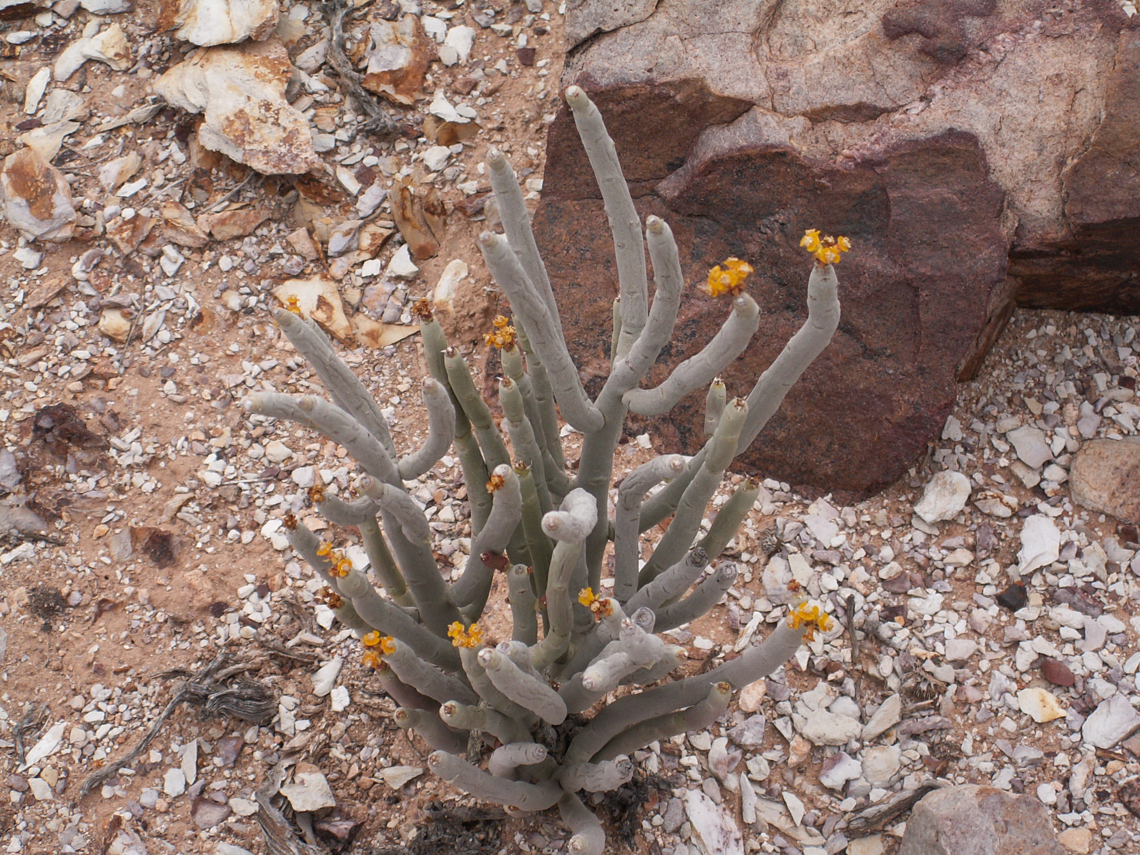 Euphorbia-PICT2677