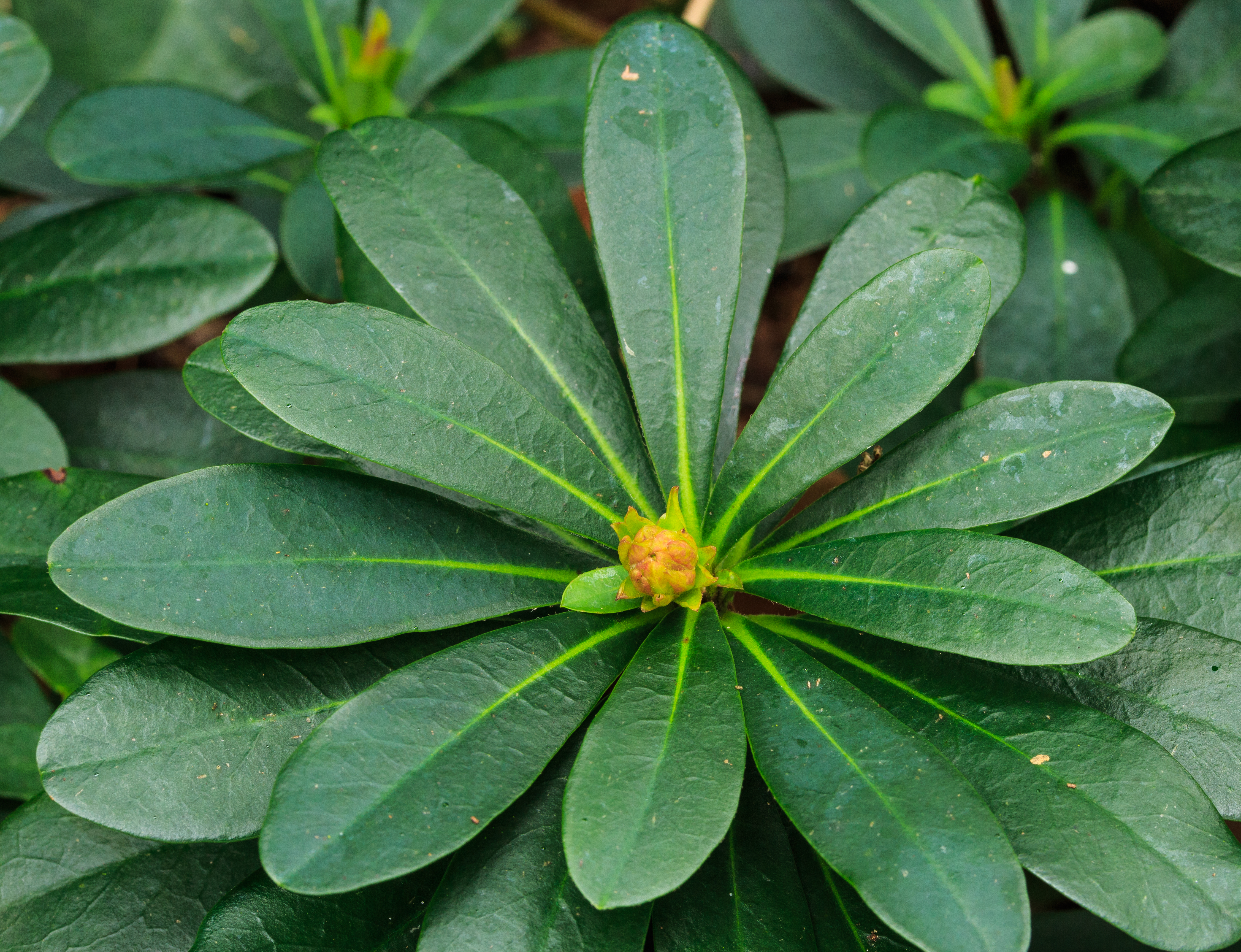 Euphorbia amygdaloides var. robbiae. Locatie Jonkersvallei 03