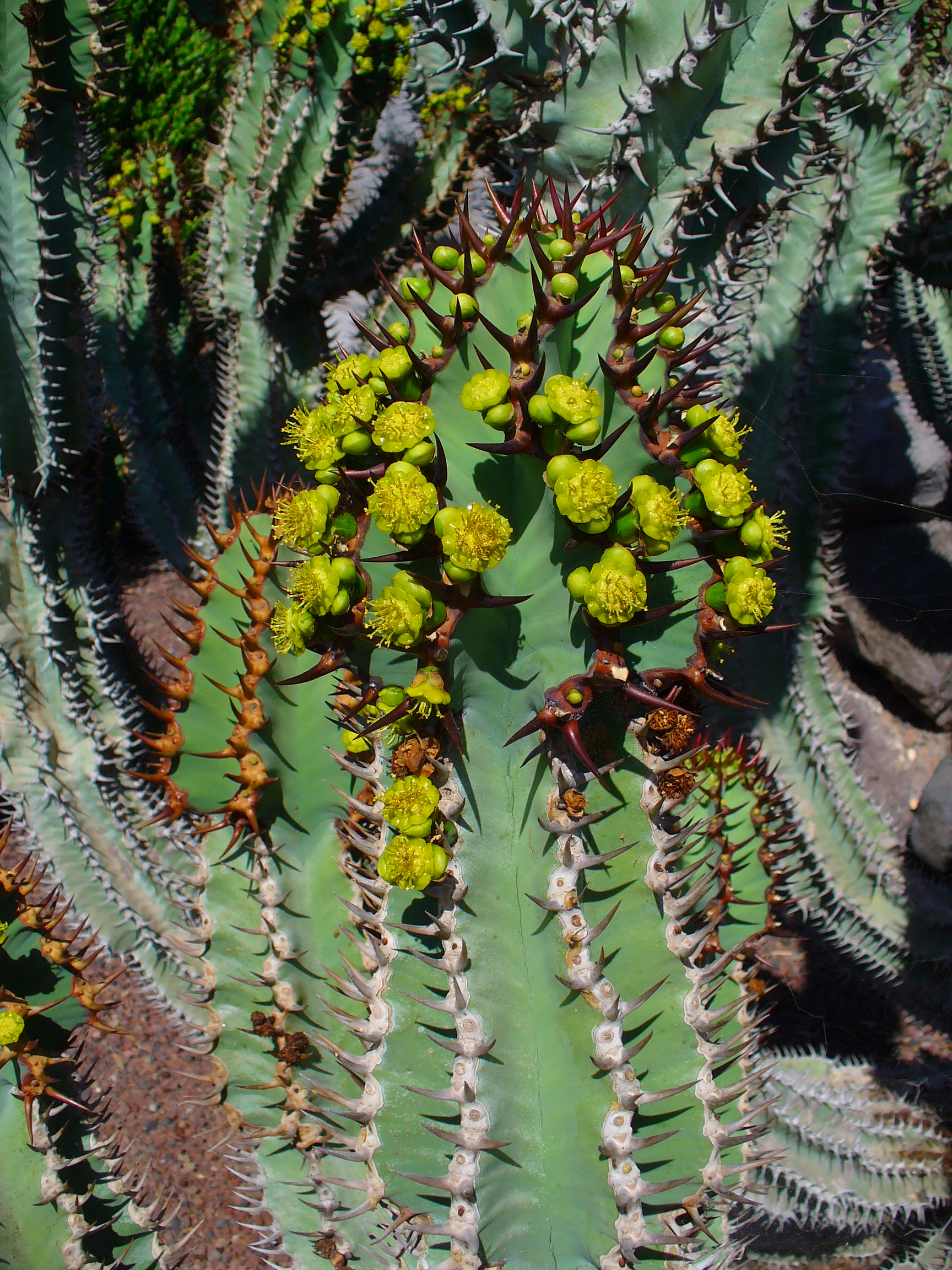 Euphorbia avasmontana 02