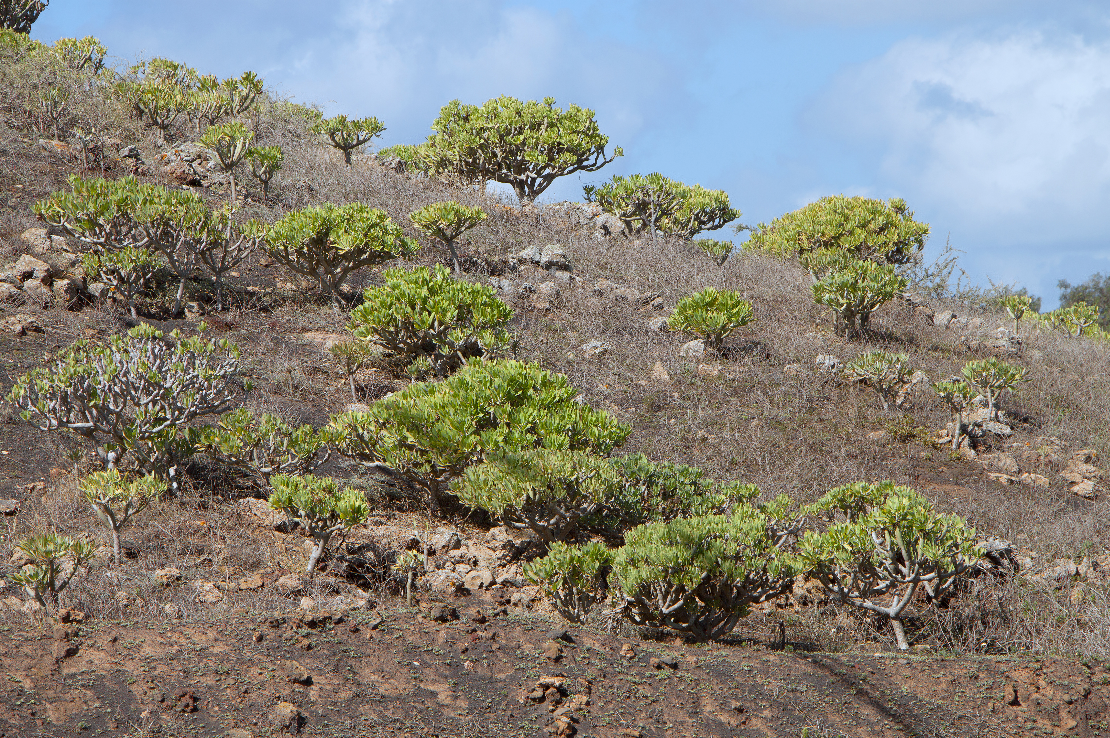 Euphorbia balsamifera - Lanzarote - 01
