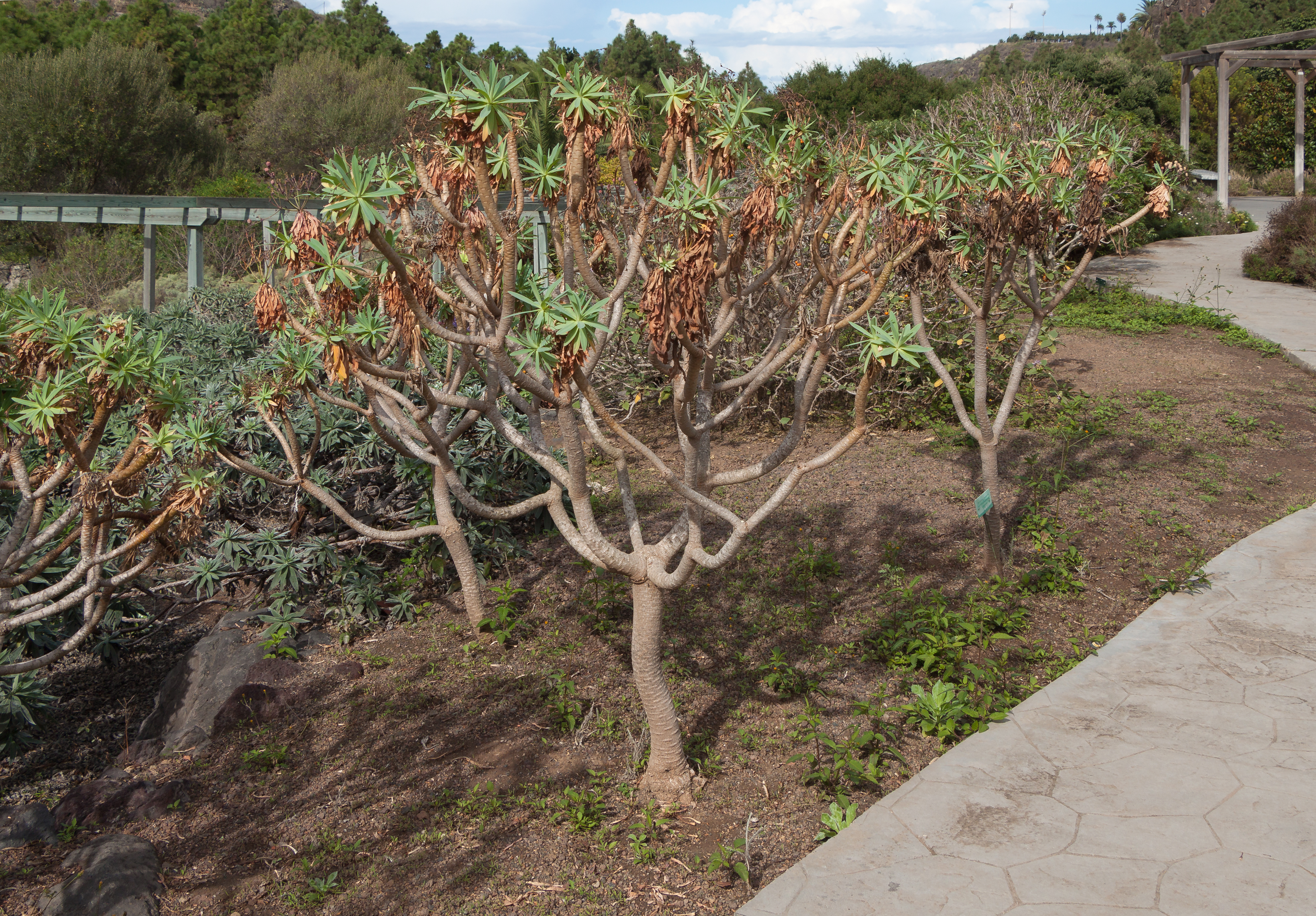 Euphorbia bravoana - Jardín Botánico Canario Viera y Clavijo - Gran Canaria 001