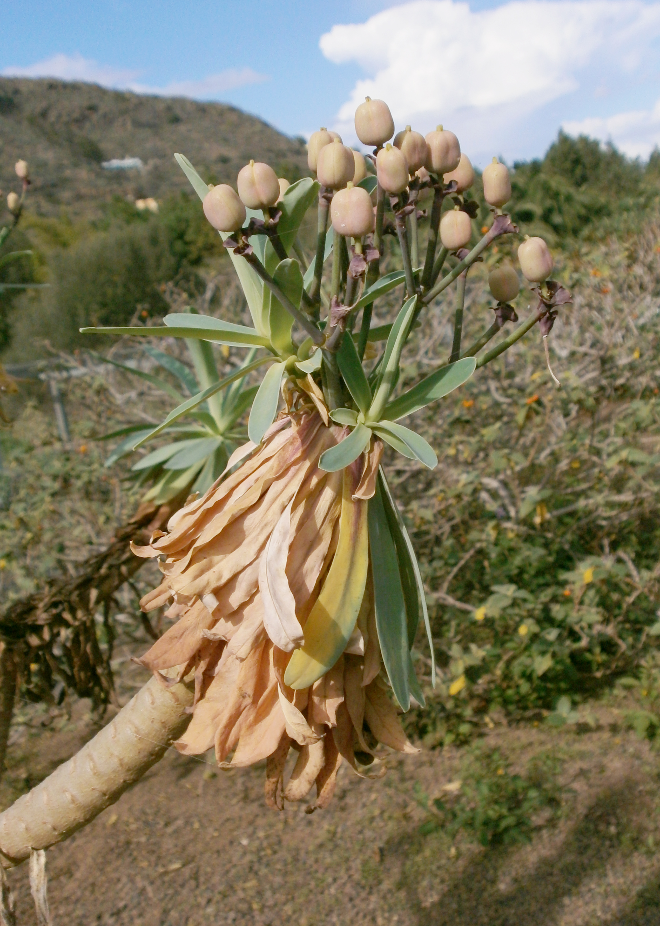 Euphorbia bravoana - Jardín Botánico Canario Viera y Clavijo - Gran Canaria 002