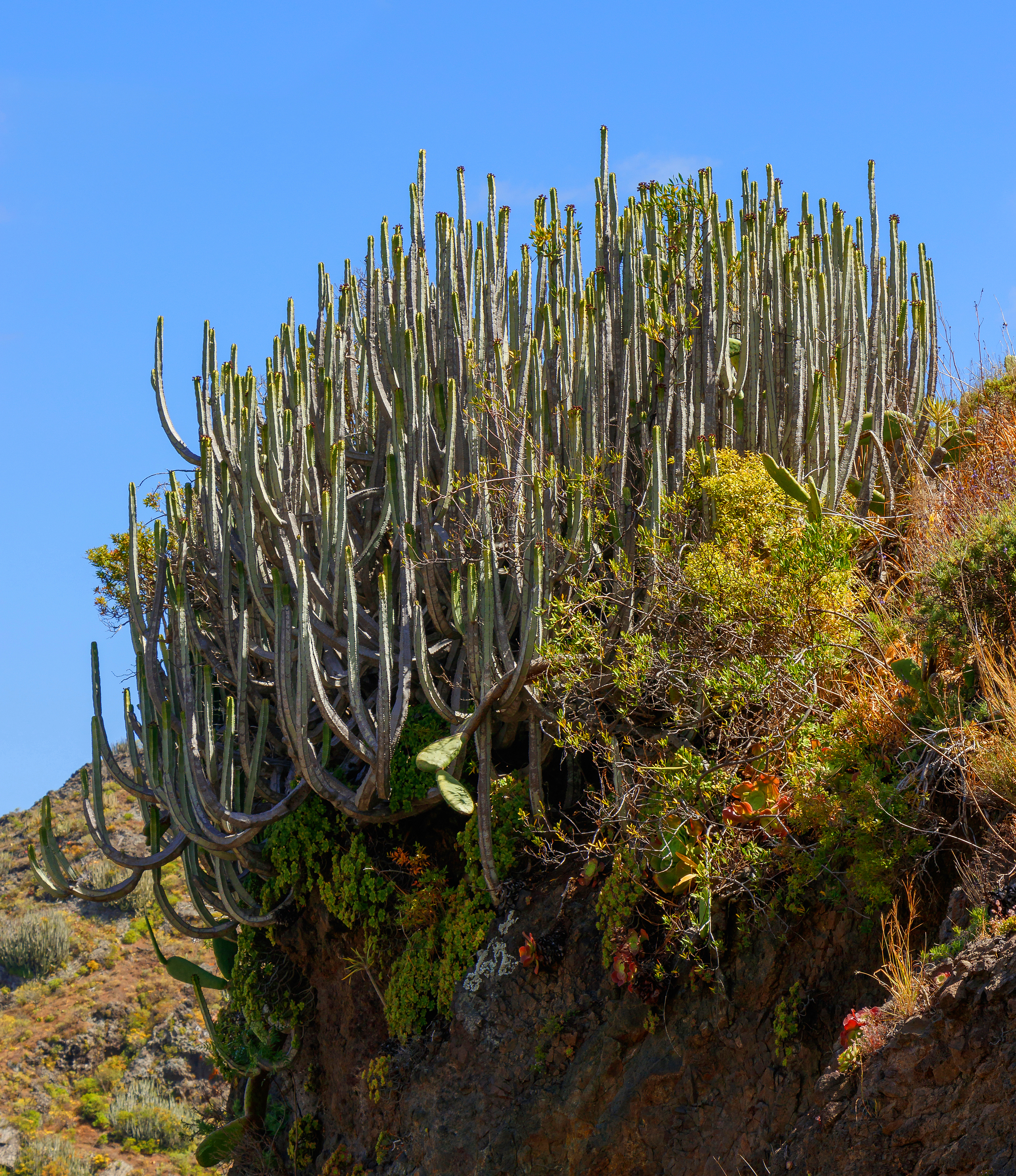 Euphorbia canariensis - Macizo de Anaga