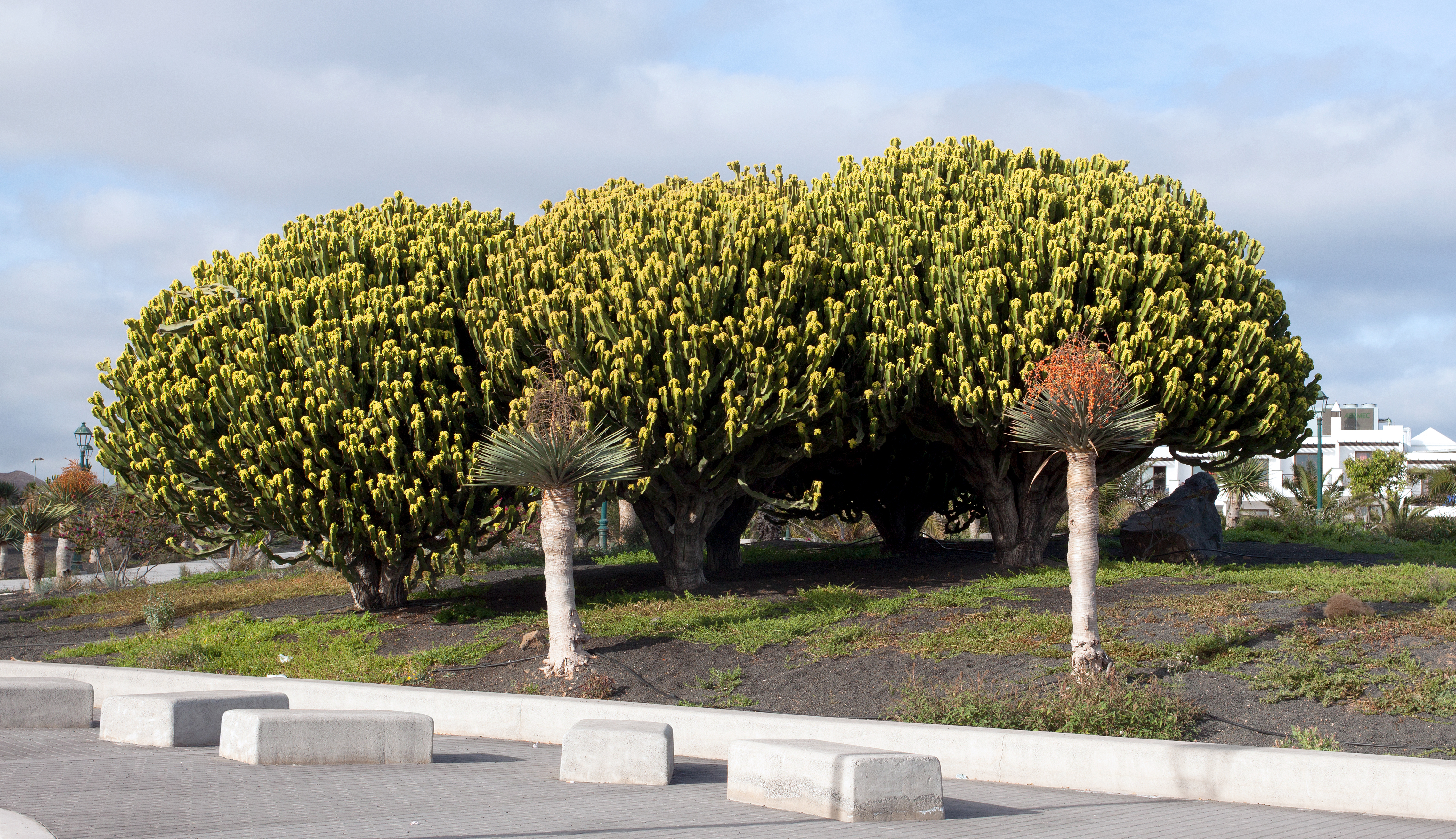 Euphorbia candelabrum 001
