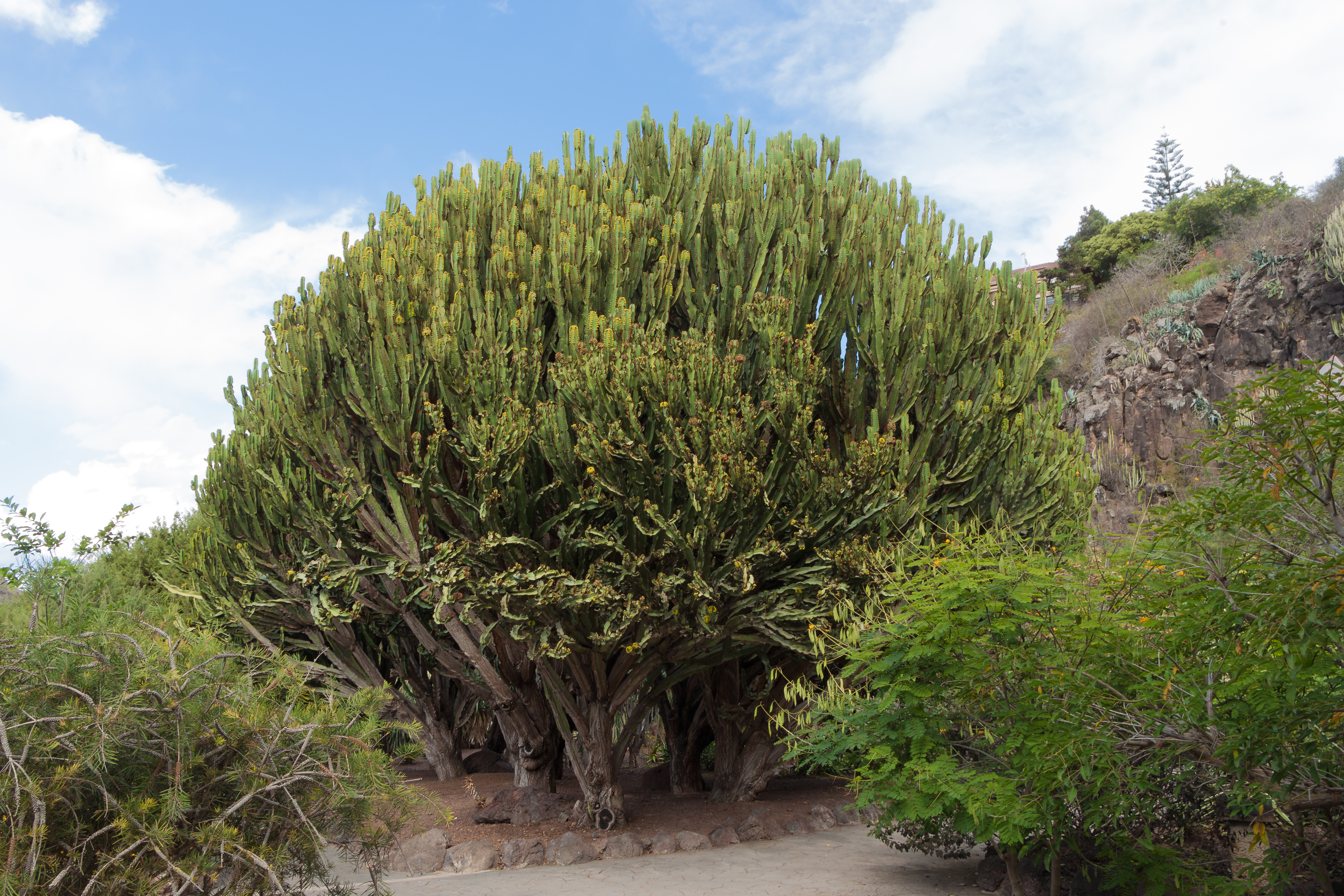 Euphorbia candelabrum 005