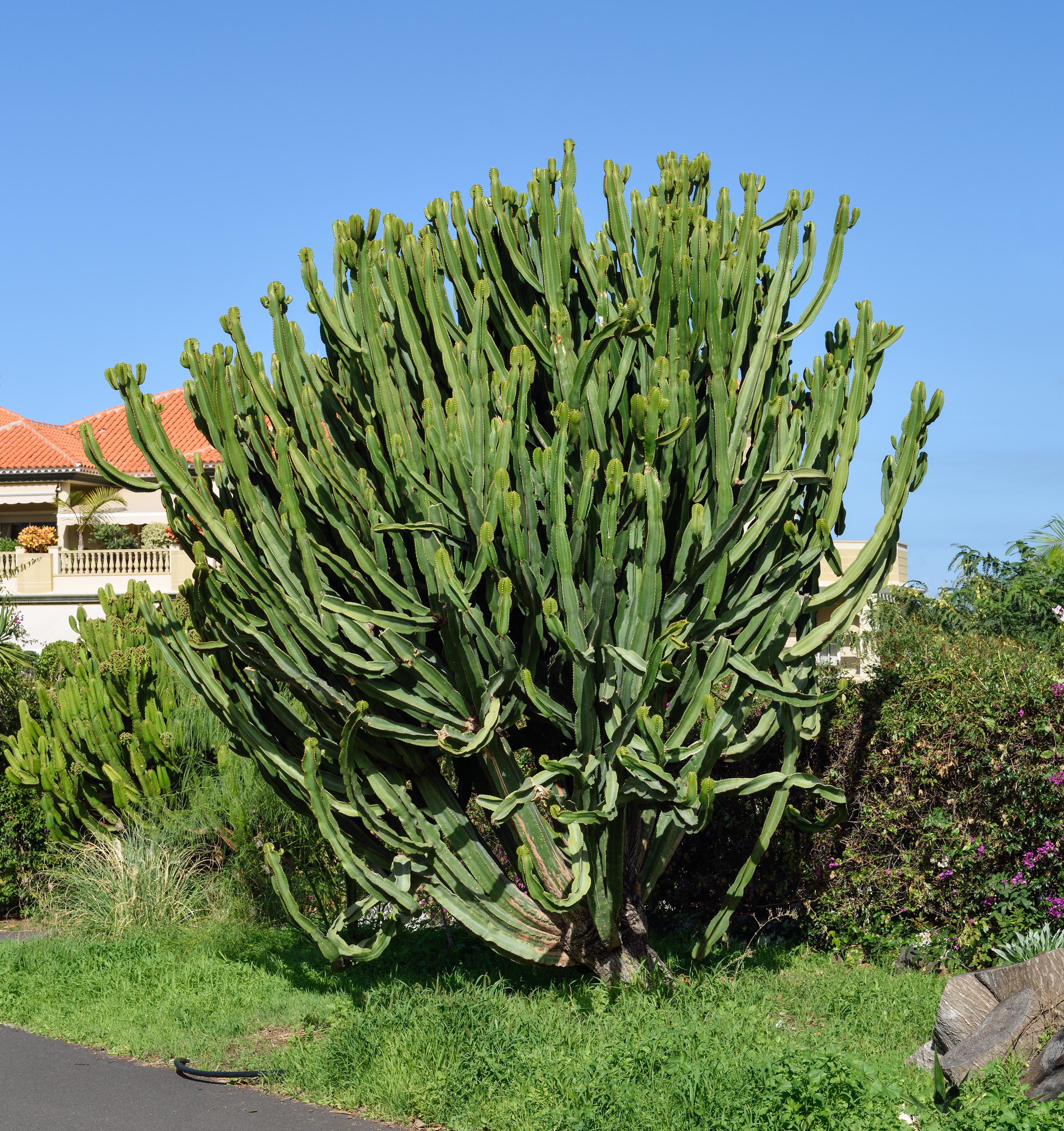Euphorbia candelabrum Calle Verode Puerto de la Cruz